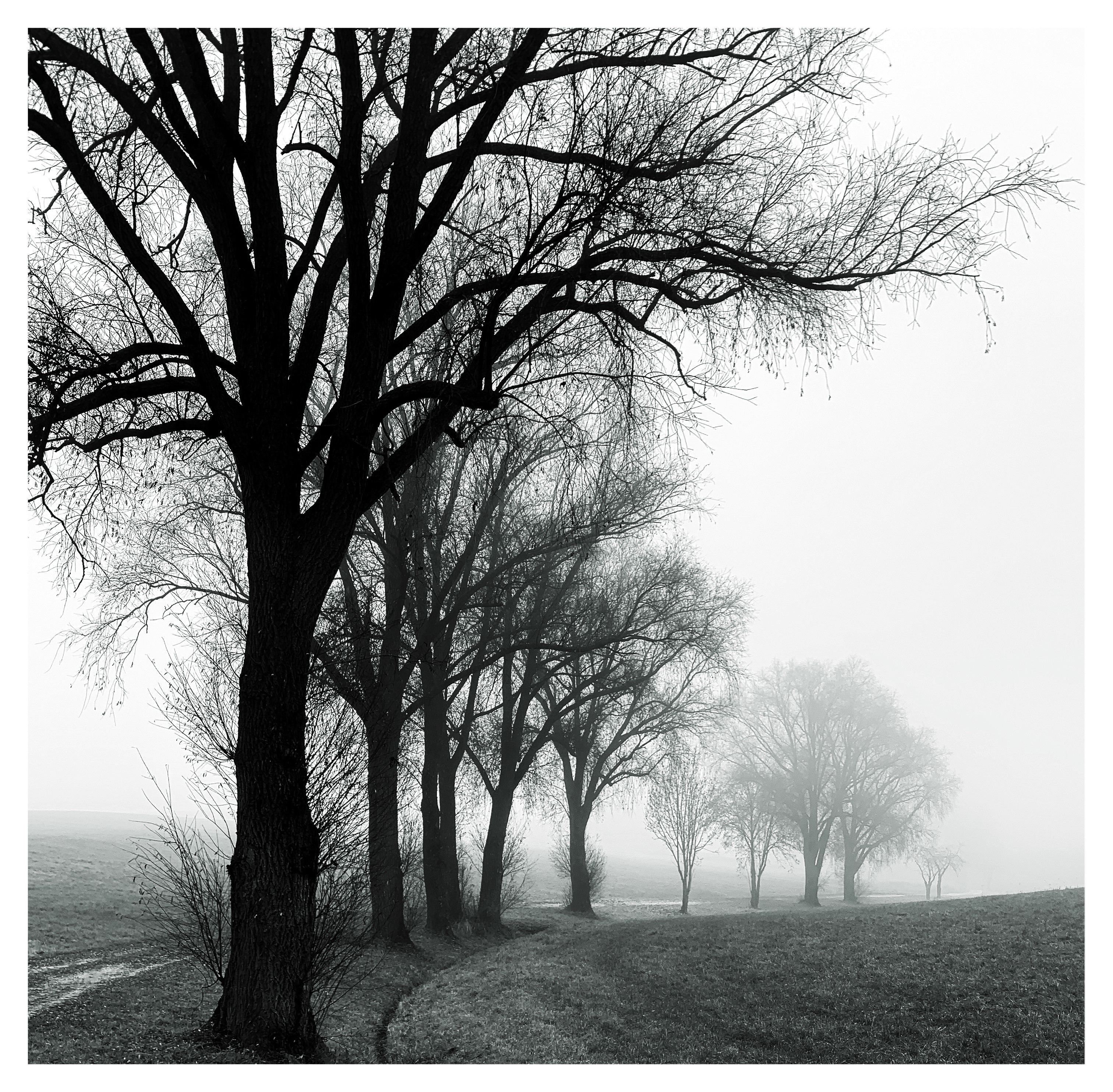 December mood

#photography #blackandwhite #foggymorning #treesofmastodon #FotoMontag