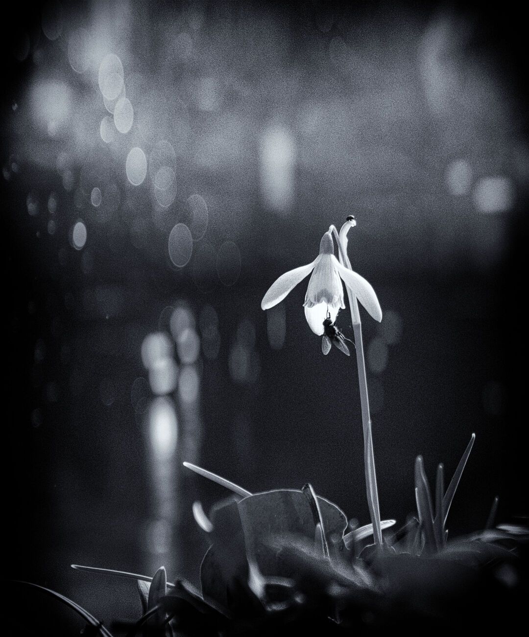 The last snowdrop

#flower #earlybloomer #monochrome  #blackandwhitephotography  #photography