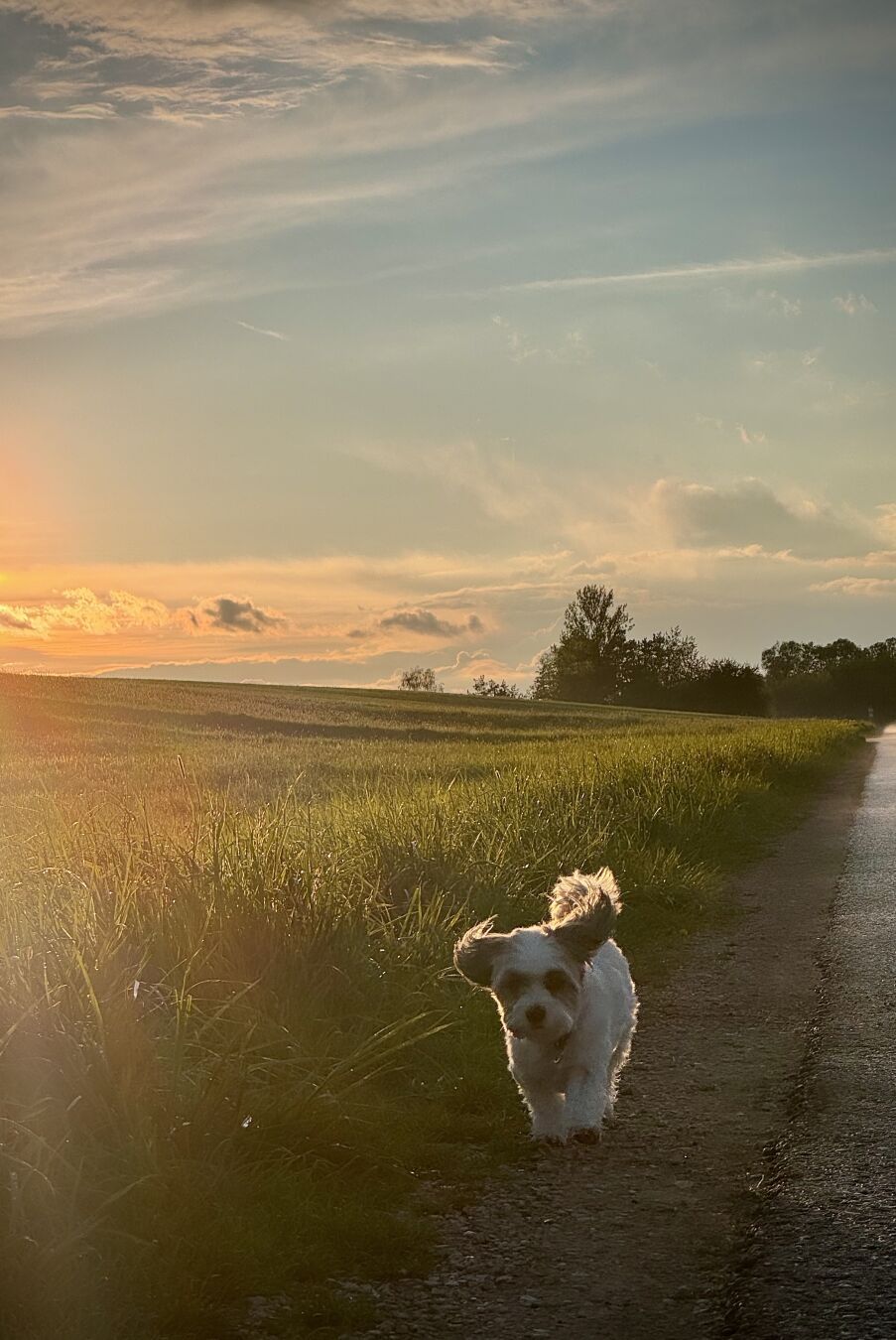 Sunset or: sunpet 😀

#photography #dogsofpixelfed