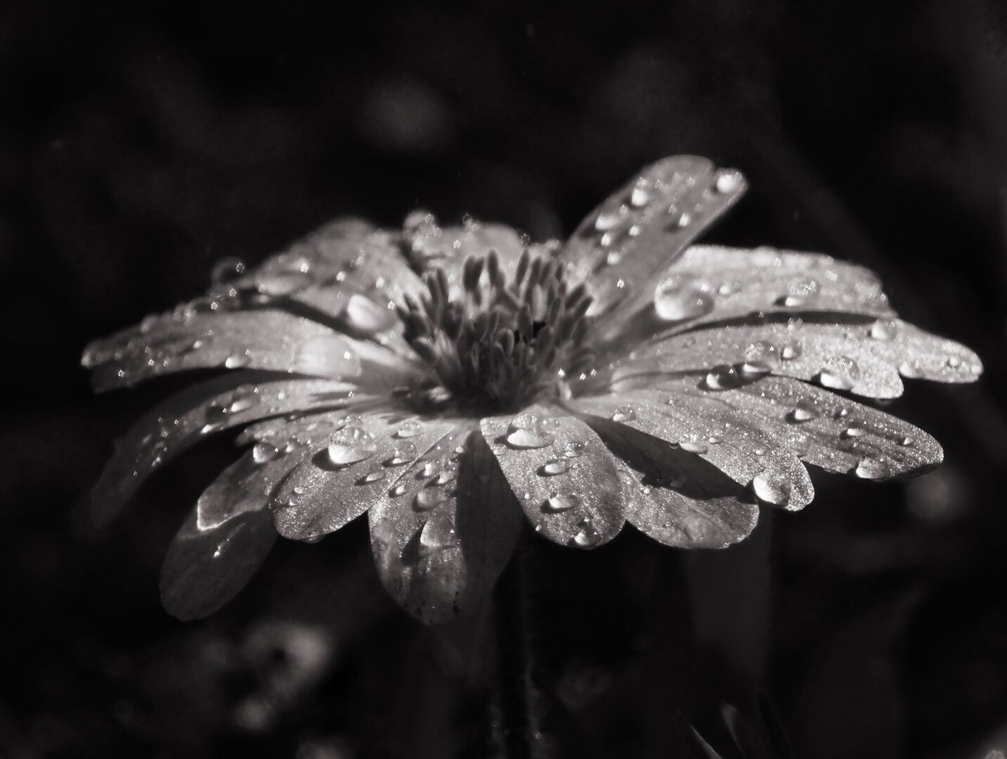 Umbrella (Anemone blanda)

#flower #flowerpower #raindroplets #blackandwhitephotography #mothernature #omsystem