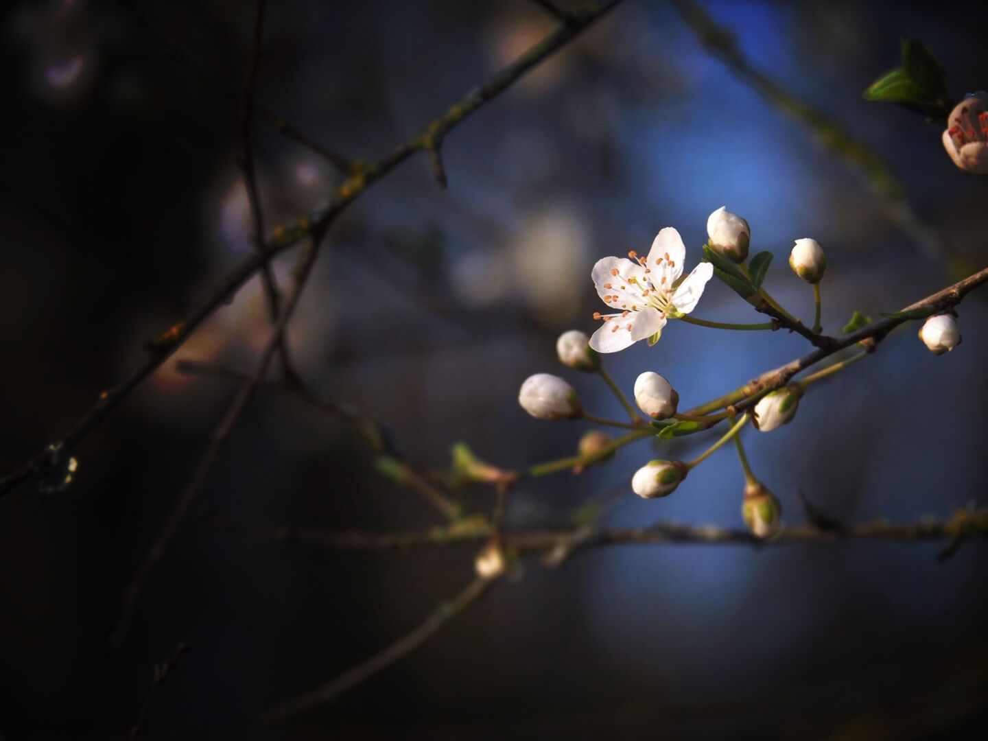 Hawthorn blossom

#blossom #bloomingtree #bloomscrolling #springmood #spring #mothernature #photography #omsystem
