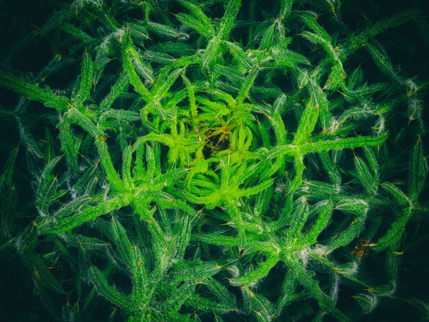 common thistle (still growing)

#nature #naturebeauty #green #therearenoweeds #omsystem #45mm #photography