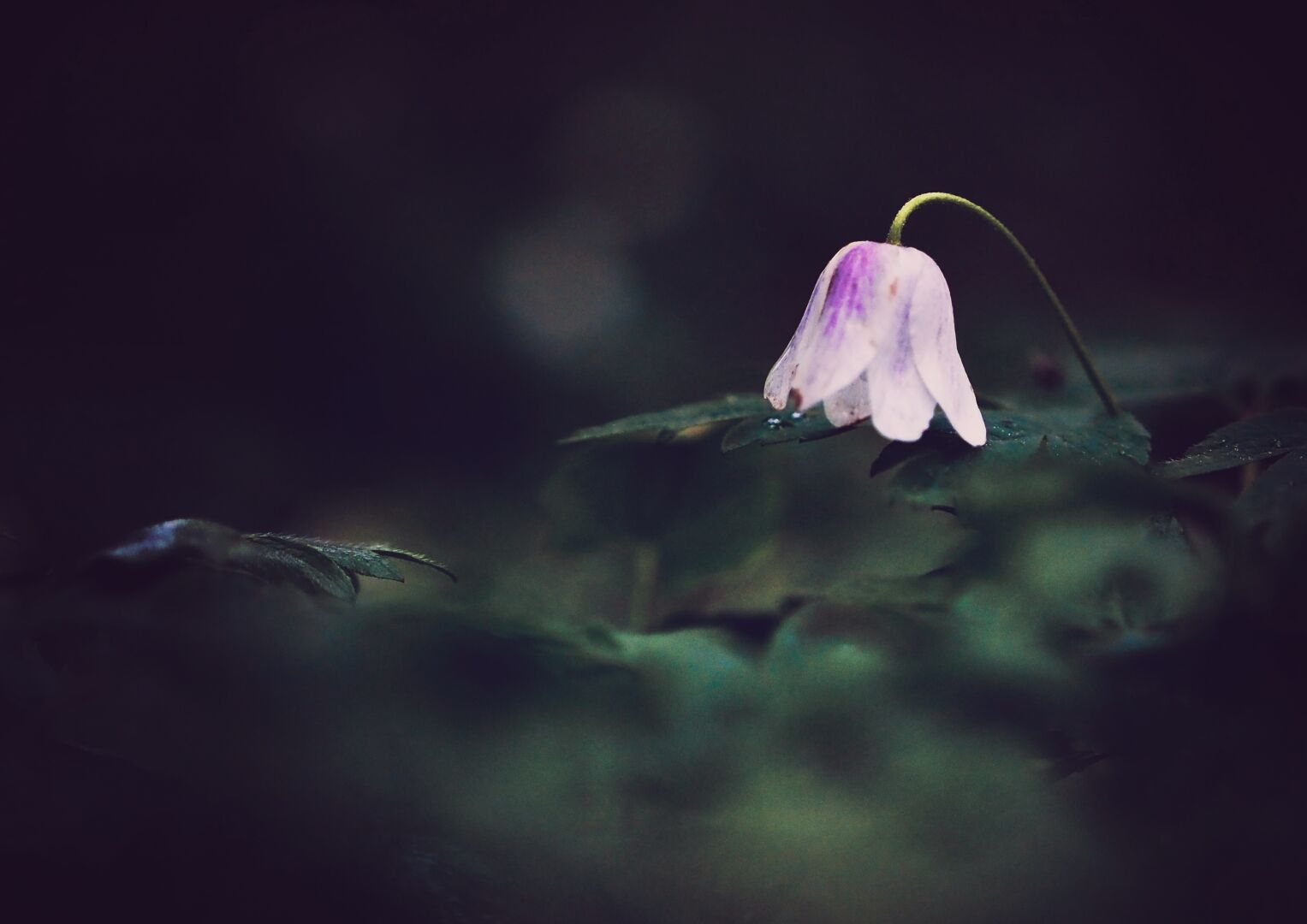 Shy in the shade of the forest: a solitary wood anemone.

#blooming #bloomscrolling #flower #spring #wood #photography