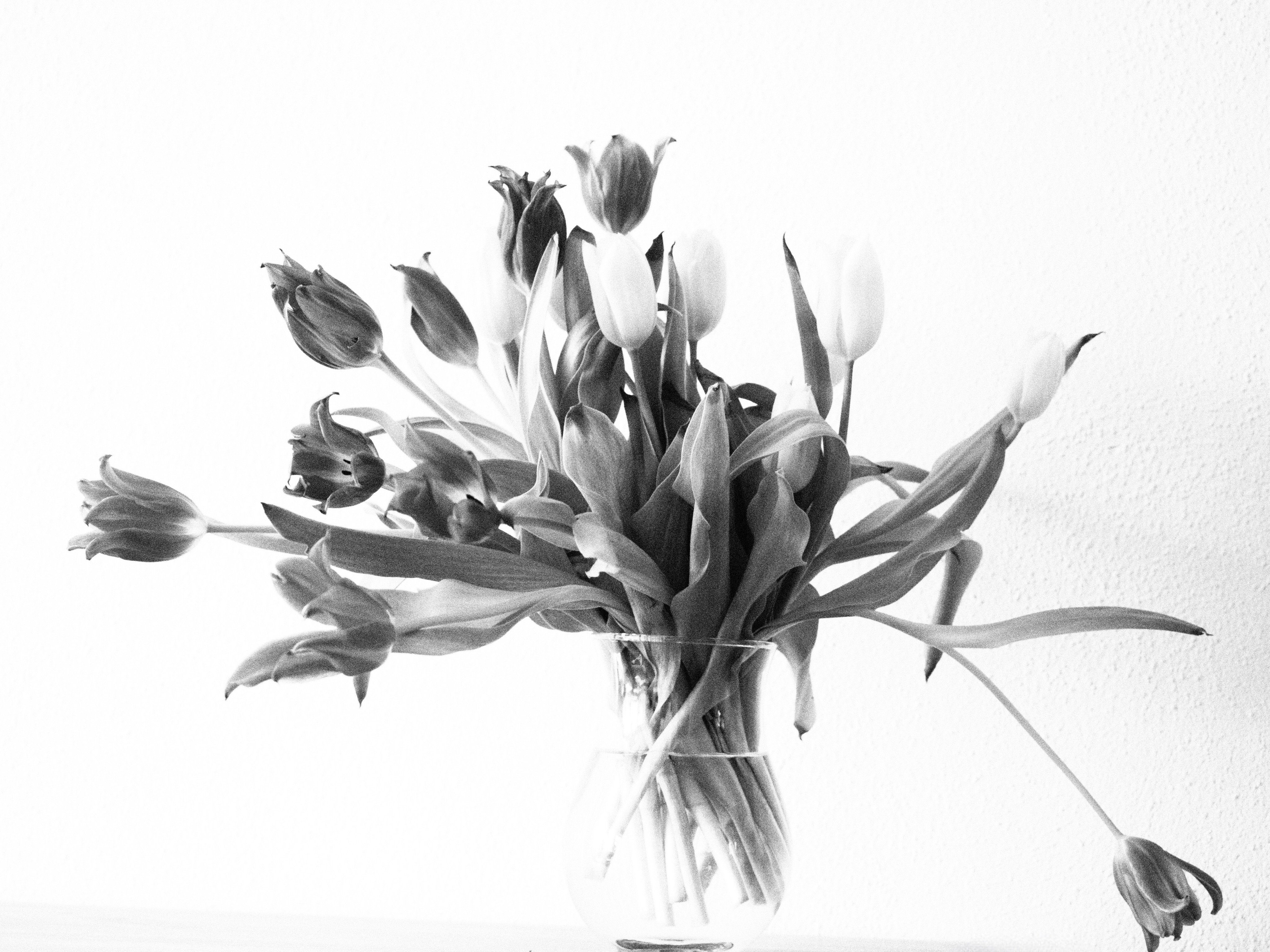 #silentsunday

#blackandwhitephotography #tulips #stilllife #omsystem #photography