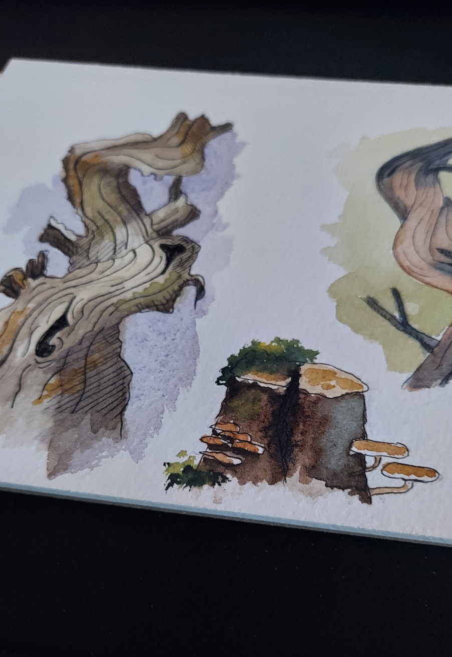 Baumstumpf mit Pilzen und Moos
Gewundener Baumstamm.