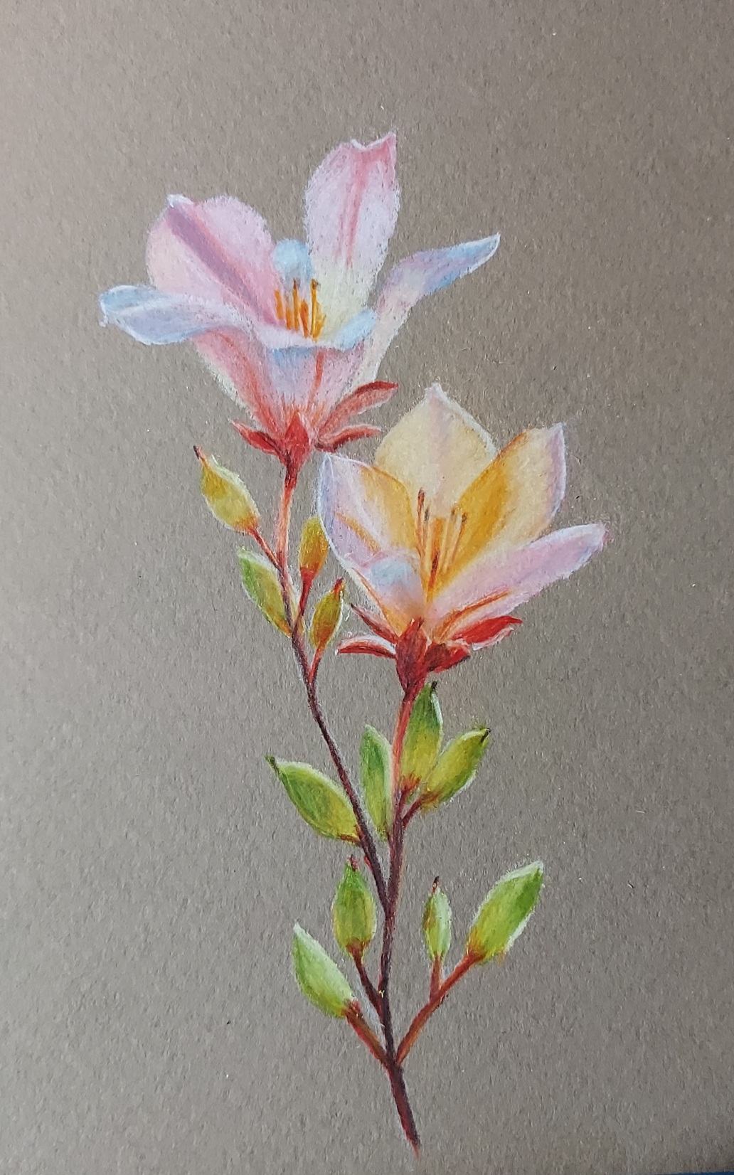 Buntstiftzeichnung einer pinken Blume mit zwei Blüten.