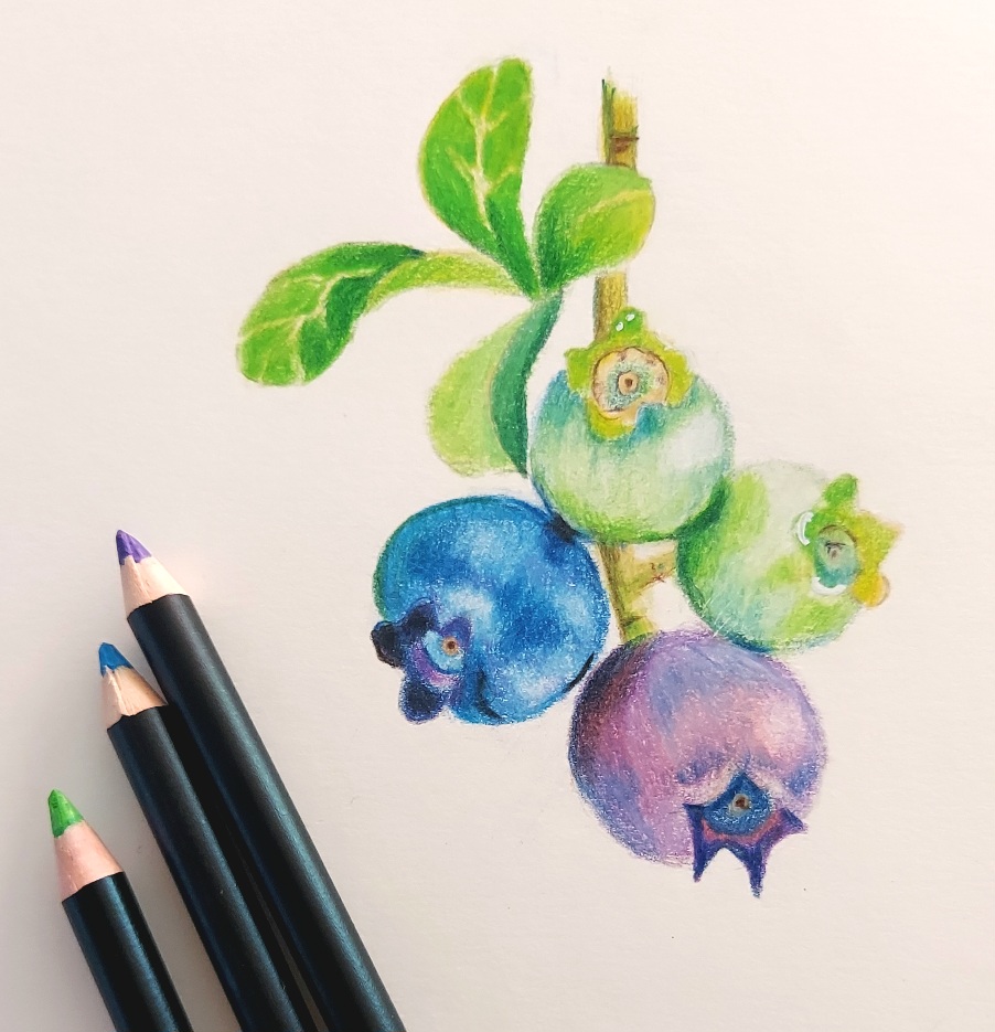 Foto einer Buntstiftzeichnung. Vier Heidelbeeren verschiedenen Reifegrads, grün, lila und blau. An einem Zweig mit Blättern.