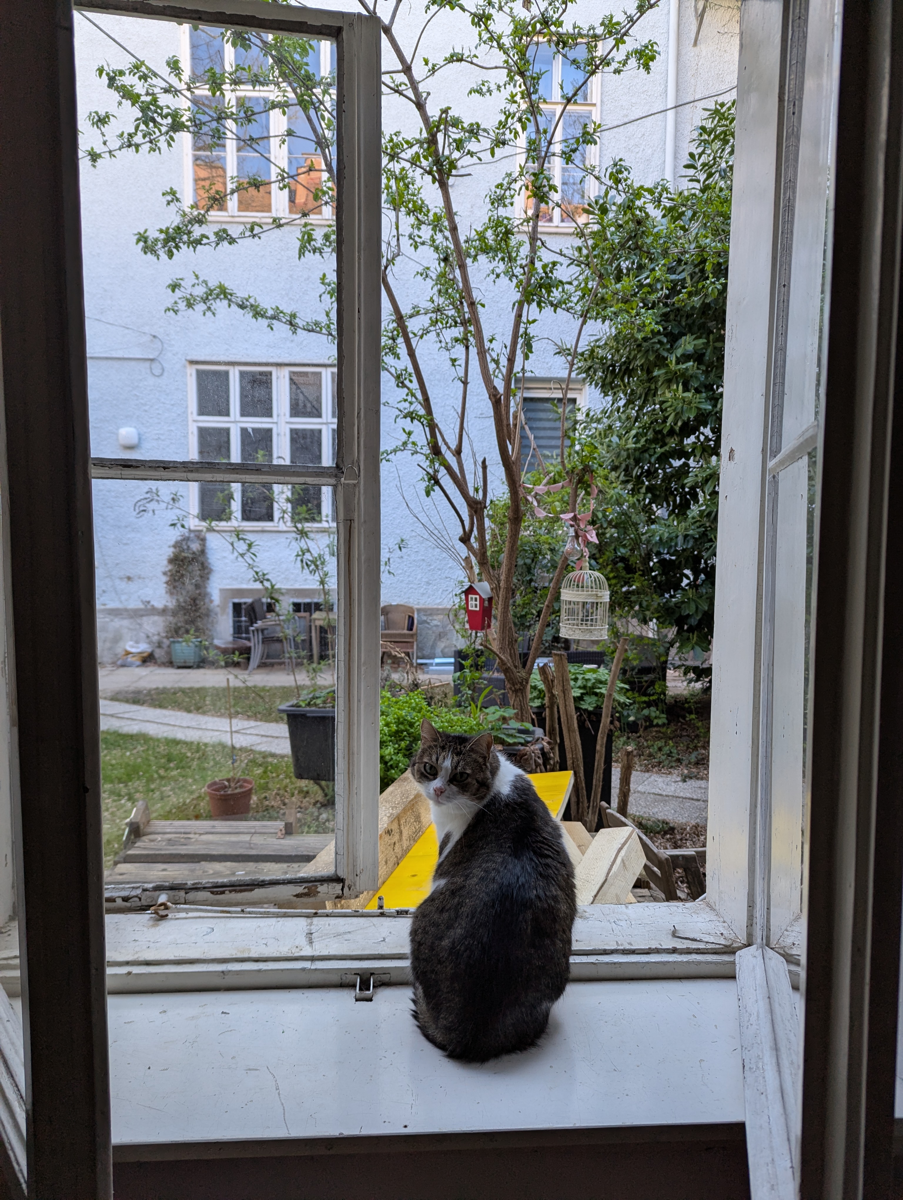 Ein paar Fotos von unserer Katze Killing. Seitdem der Nachbarskater umgezogen ist, schaut sie wieder öfters in der Kometin vorbei.  Sie ist sehr scheu, macht am besten keine ruckartigen Bewegungen, sonst ist sie glei futsch. Sie war leider nicht so interessiert am Go-Tisch im Garten, aber das macht nix. 🐱

#Katze #cat #baduk #gospiel #gotisch #april