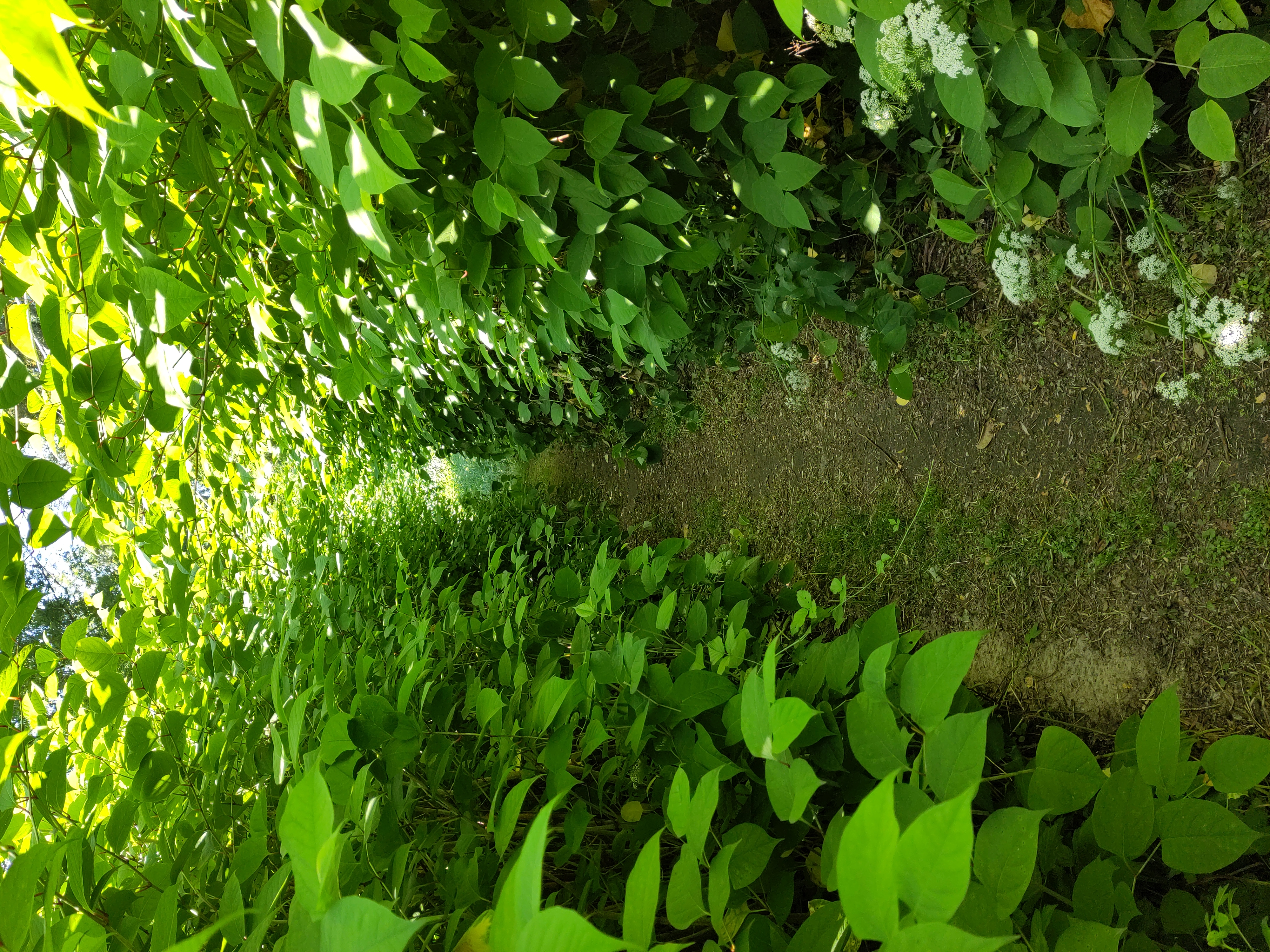 🇩🇪 Ein schmaler Erdweg, links und rechts gesäumt von sehr hohen großblättrigen Büschen. Die Büsche bilden zusätzlich ein Dach über den Weg.

🇬🇧 A narrow dirt path, lined on both sides by very tall, large-leaved bushes. The bushes also form a roof over the path.