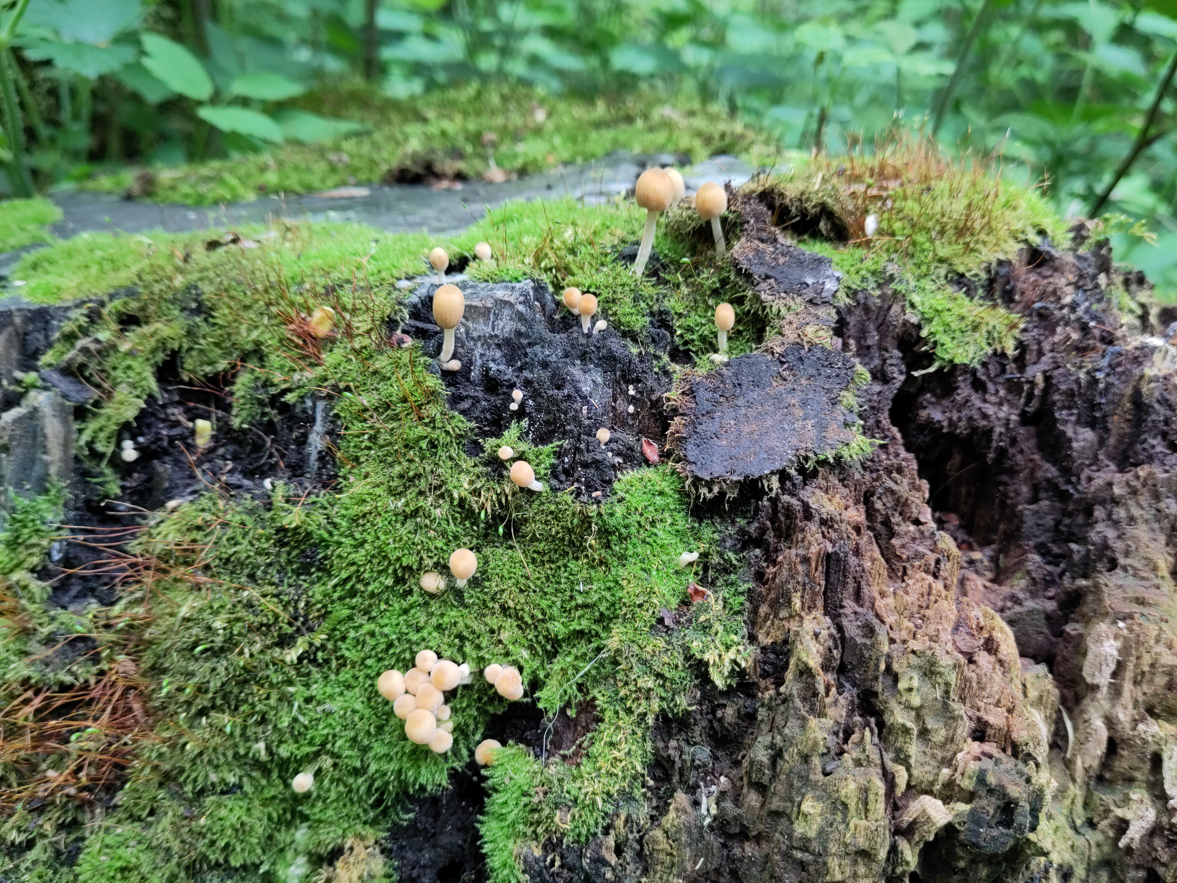 🇩🇪 Kleine, hellbraune Pilze wachsen auf einem verwitterten, moosbewachsenen Baumstumpf

🇬🇧 Small, light brown mushrooms grow on a weathered, moss-covered tree stump