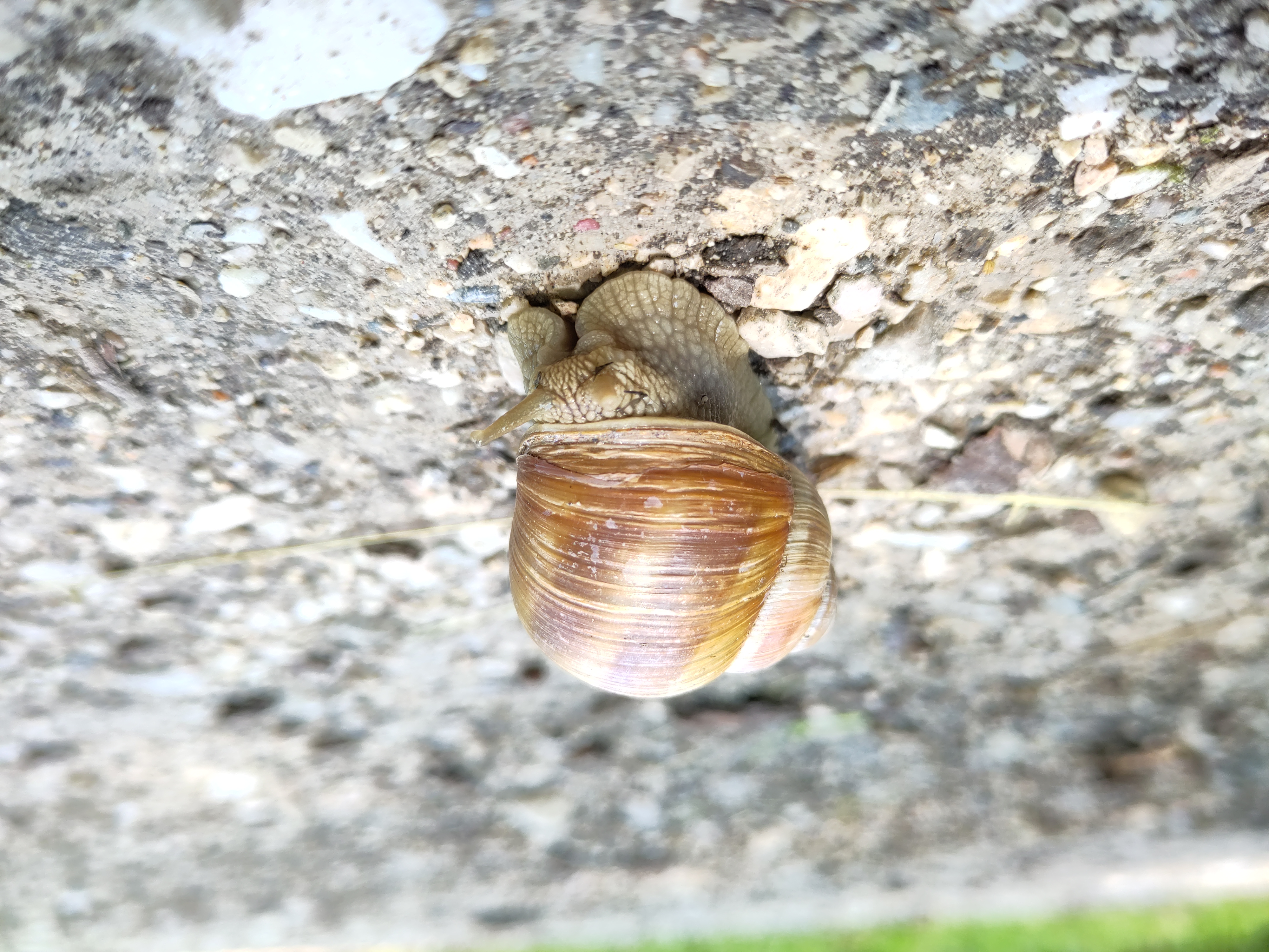 🇩🇪 Braune Schnecke auf einem Kiesweg bei Tag, ein wenig ins Schneckenhaus zurückgezogen

🇬🇧 Brown snail on a gravel path during the day, slightly retracted into its shell