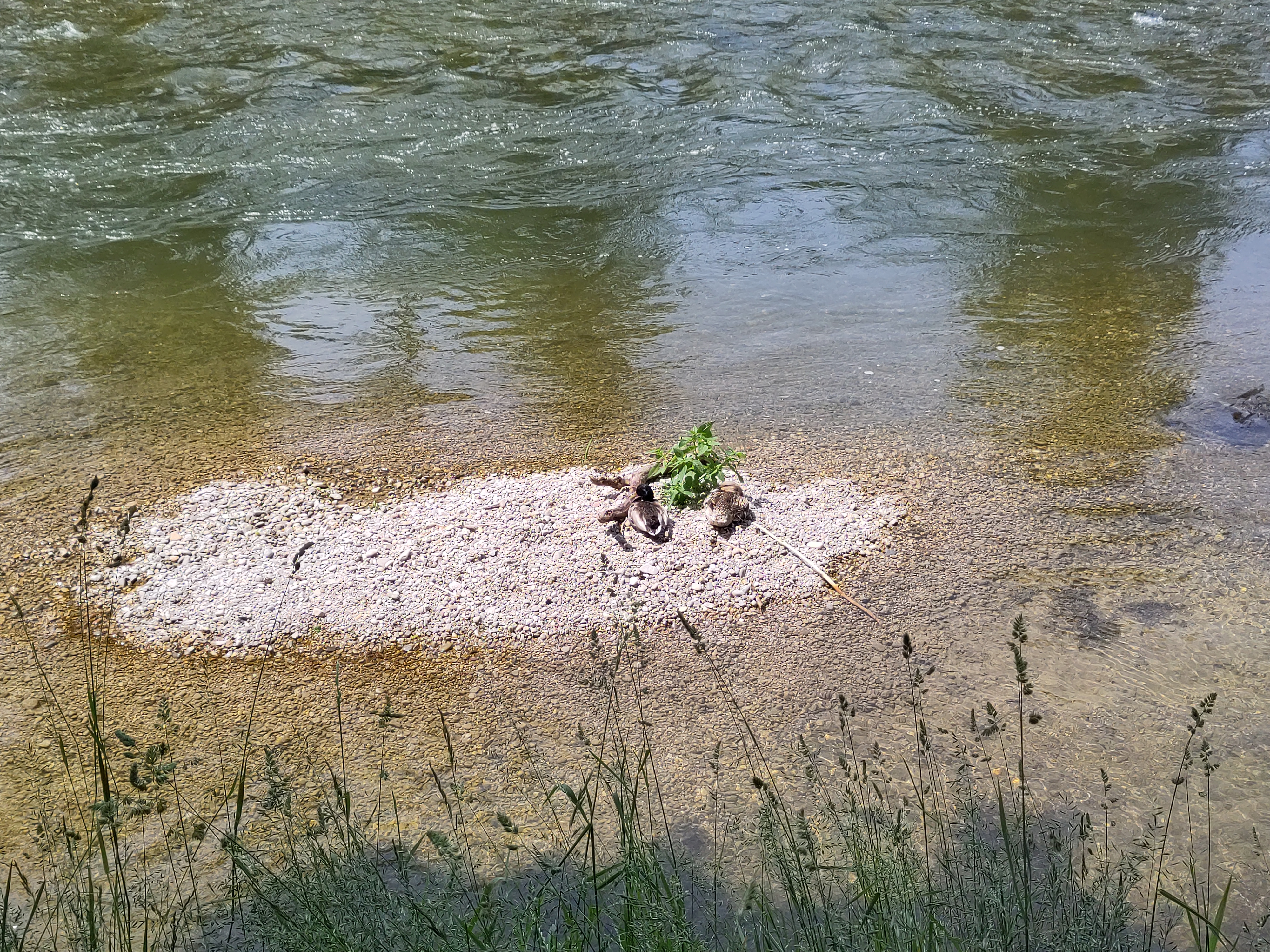 🇩🇪 Zwei Enten auf einer Sandbank im Fluss, eine männliche Ente und eine weibliche Ente. Es ist sonnig und warm. Beide Enten haben der Kamera den Rücken zugewandt, aber schauen skeptisch über die Schulter in Richtung der Kamera.

🇬🇧 Two ducks on a sandbank in the river, a male duck and a female duck. It is sunny and warm. Both ducks have their backs to the camera, but look skeptically over their shoulders in the direction of the camera.