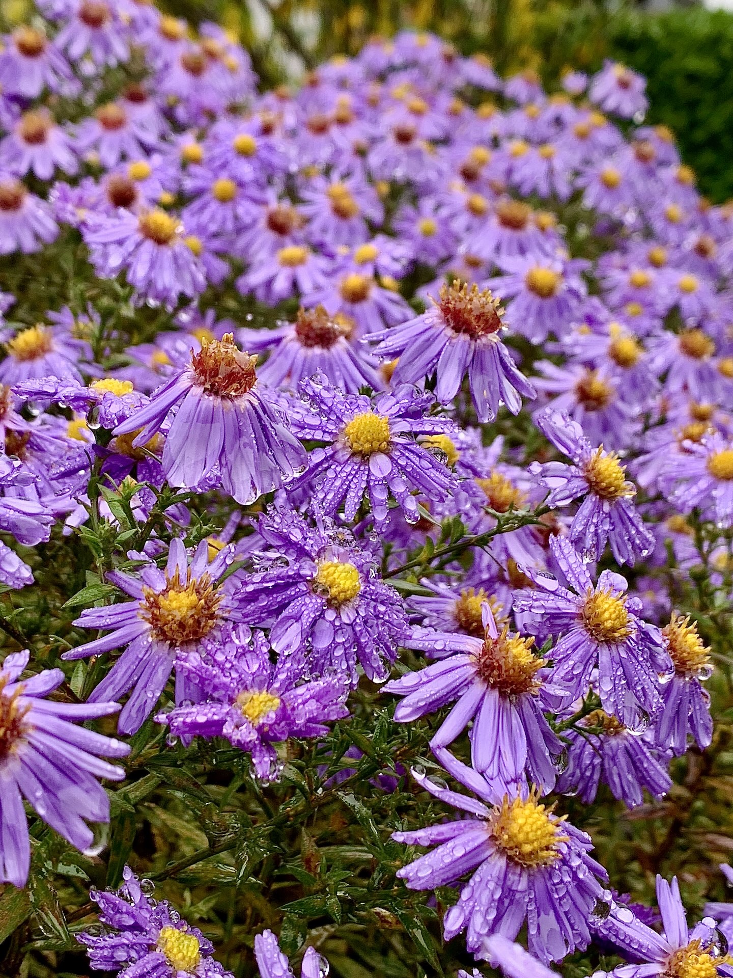 Viele lila Blüten der Herbstaster mit Regentropfen
