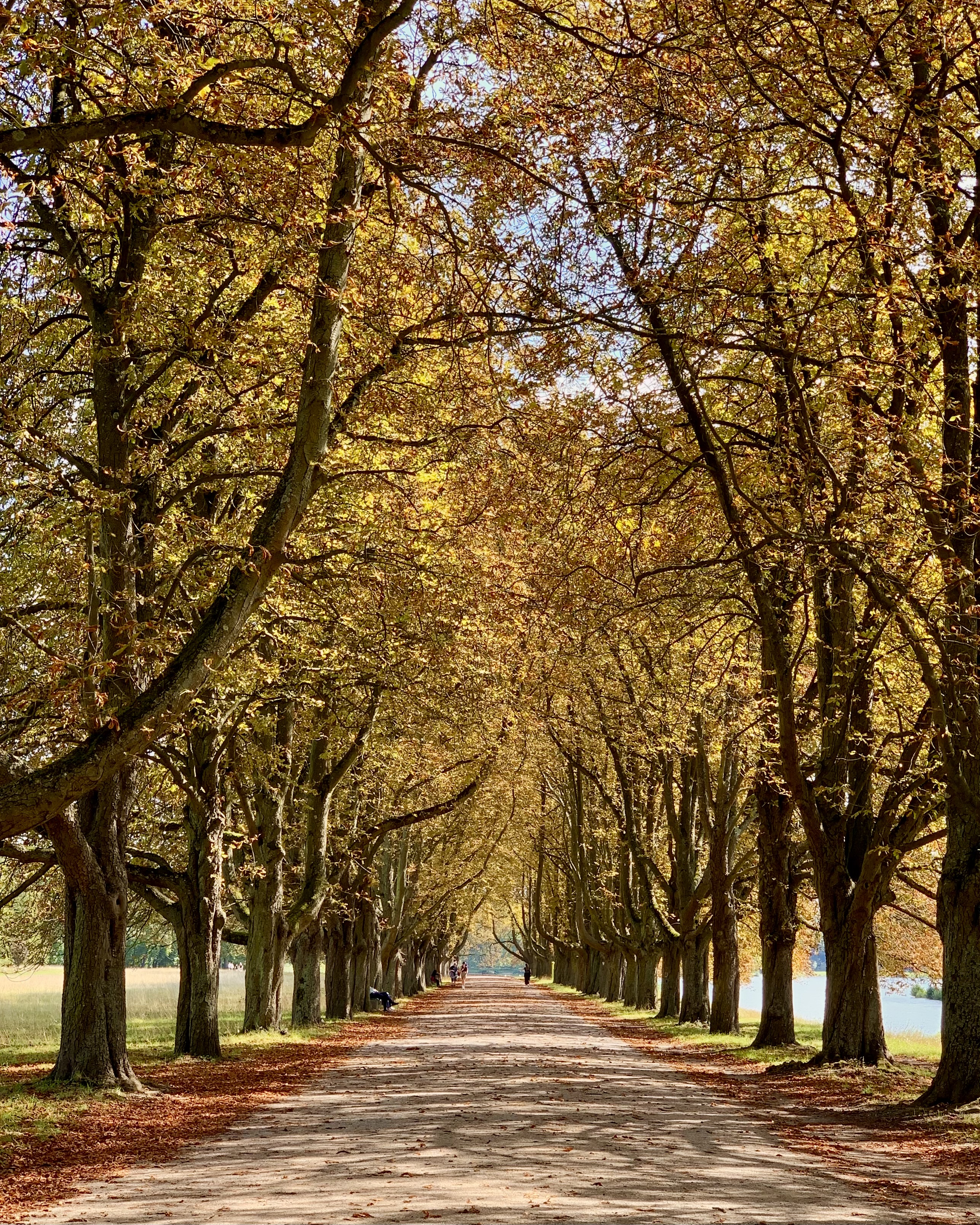 Kastanien-Allee mit gelben Blättern, herbstliche Anmutung.