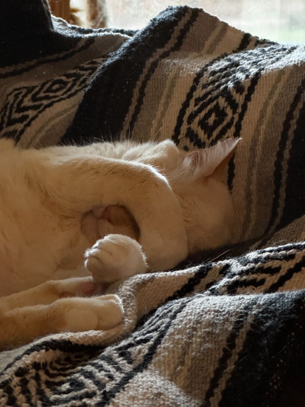 Orange cat sleeping with one paw over his eyes