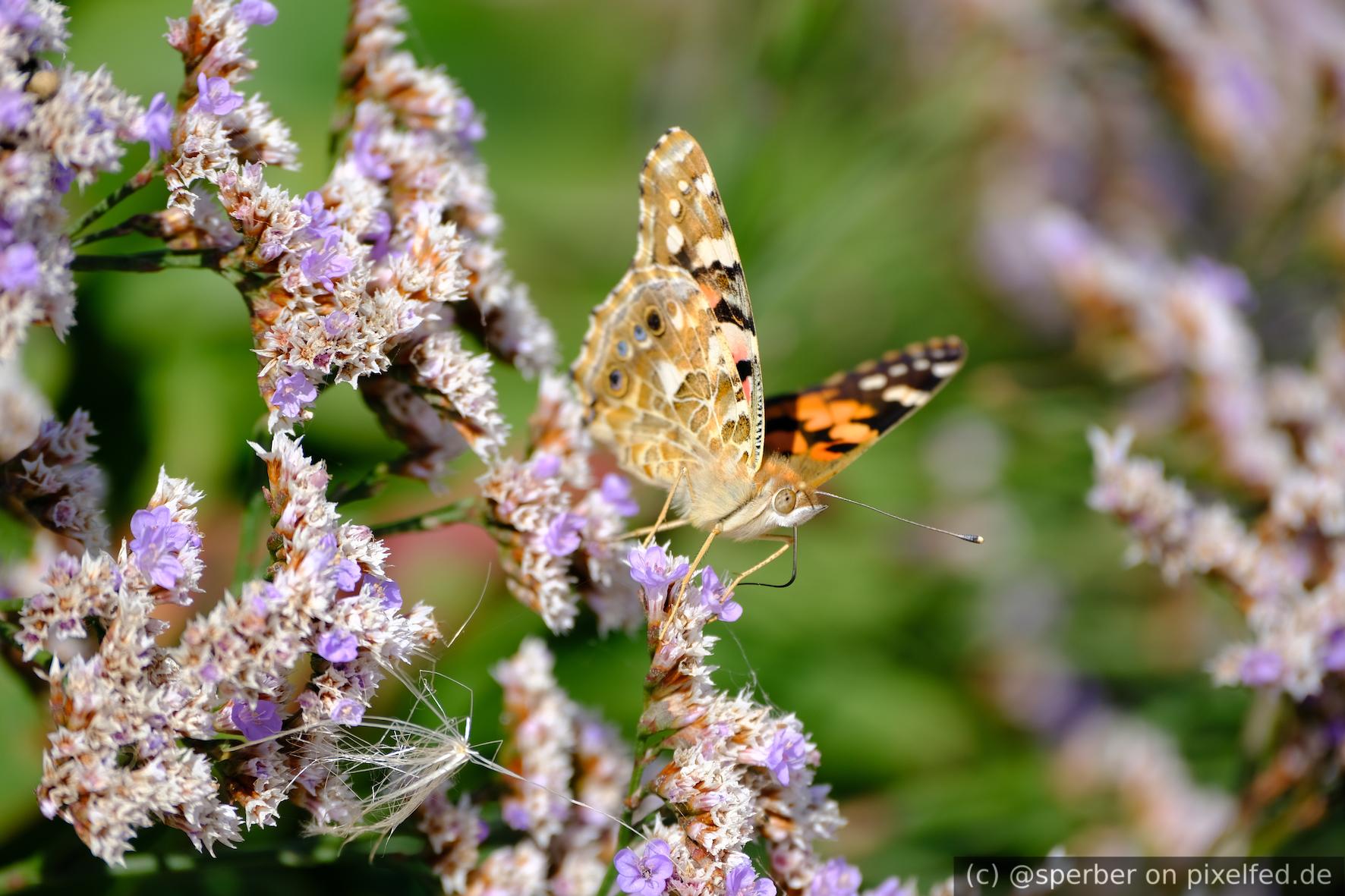 Butterfly drinking nectar from purple flowers. A pattern with eyes is visible under its wings.