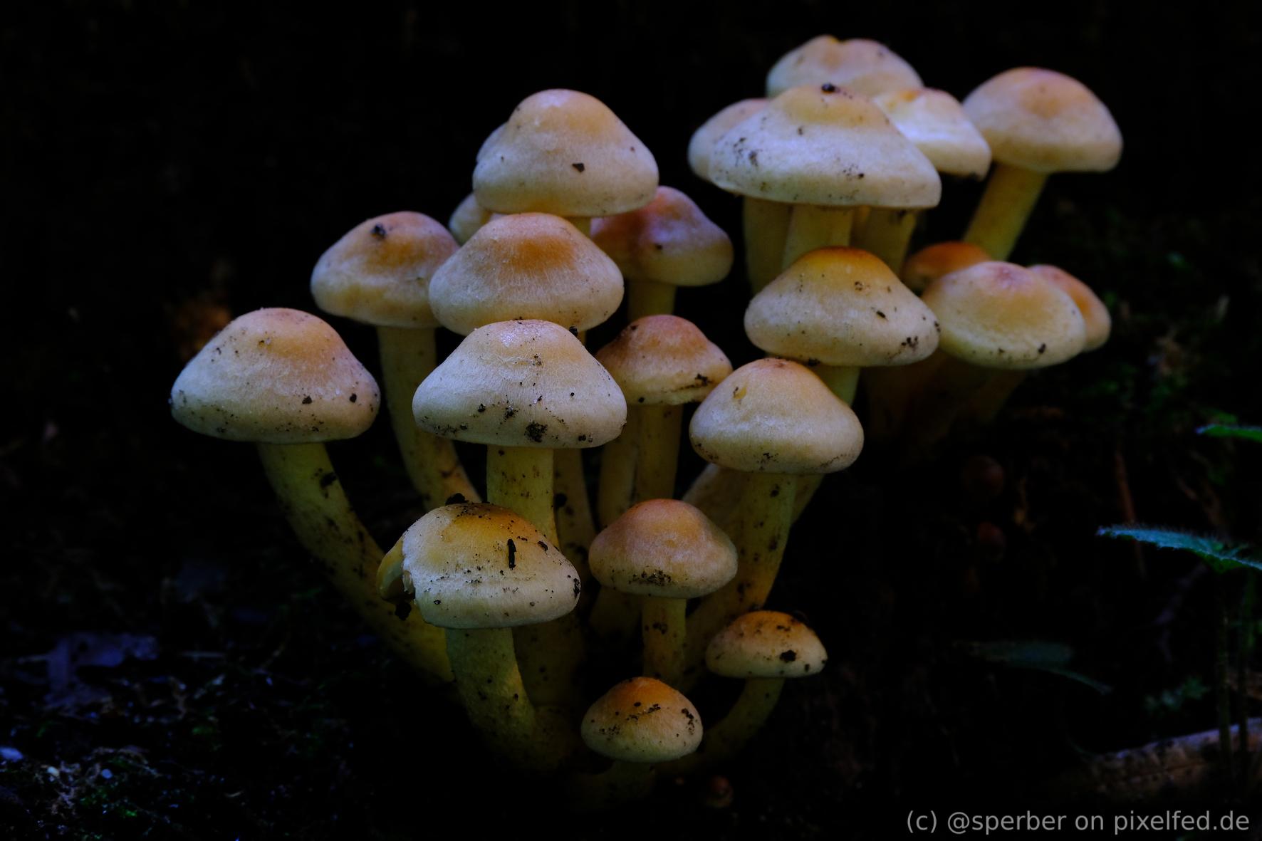 Close-up of a bunch of brown mushrooms.