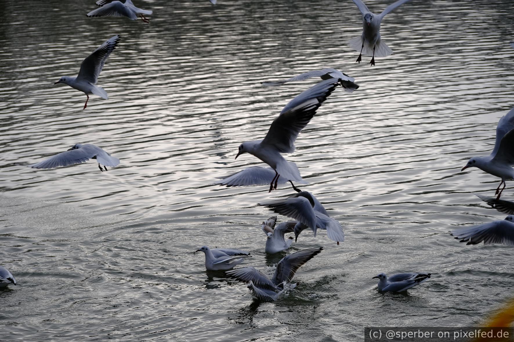 Many seagulls are trying to catch food in a lake. Some are in the air and some are swimming.