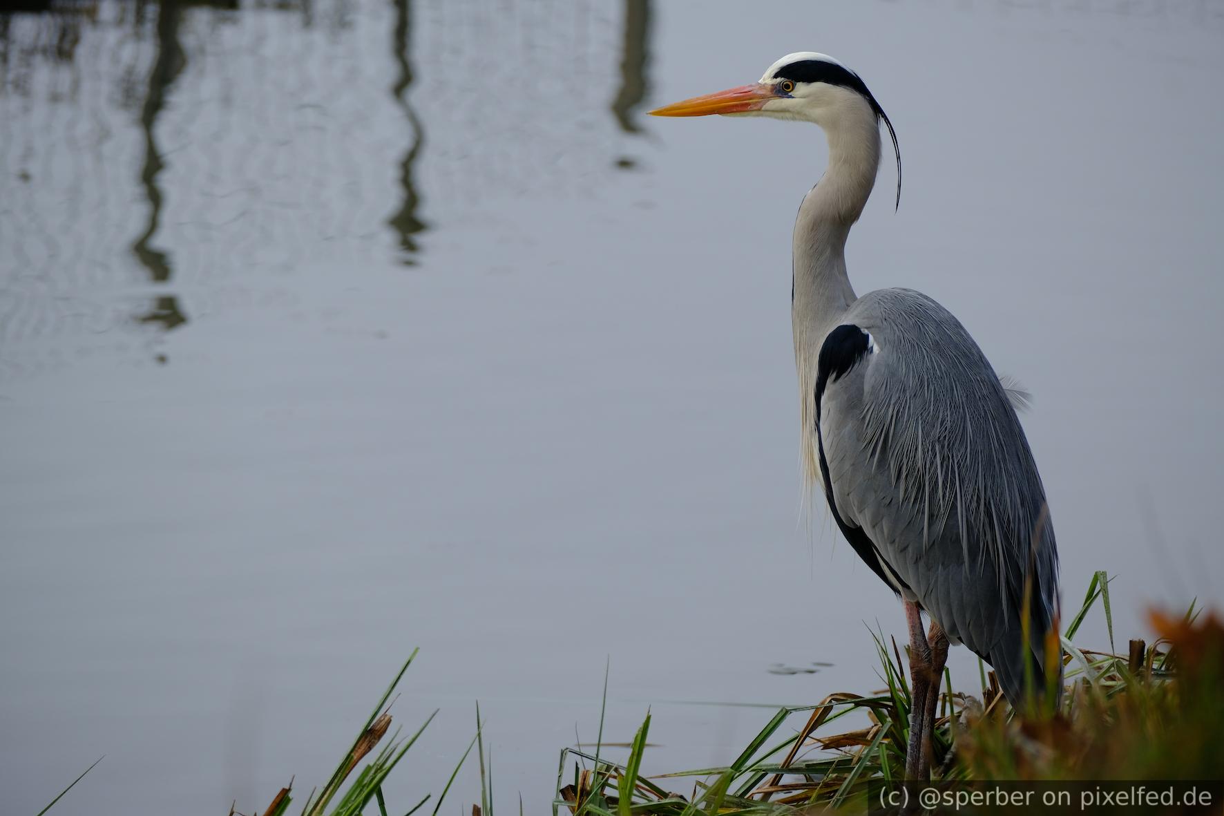 A heron standing calmly at a lake. It looks at the camera.
