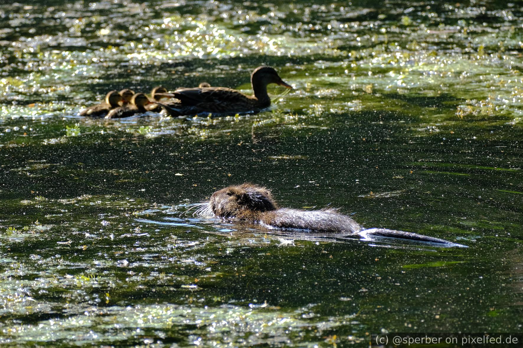 A nutria chewing on algae in a pond with a family of ducks swimming in the background.