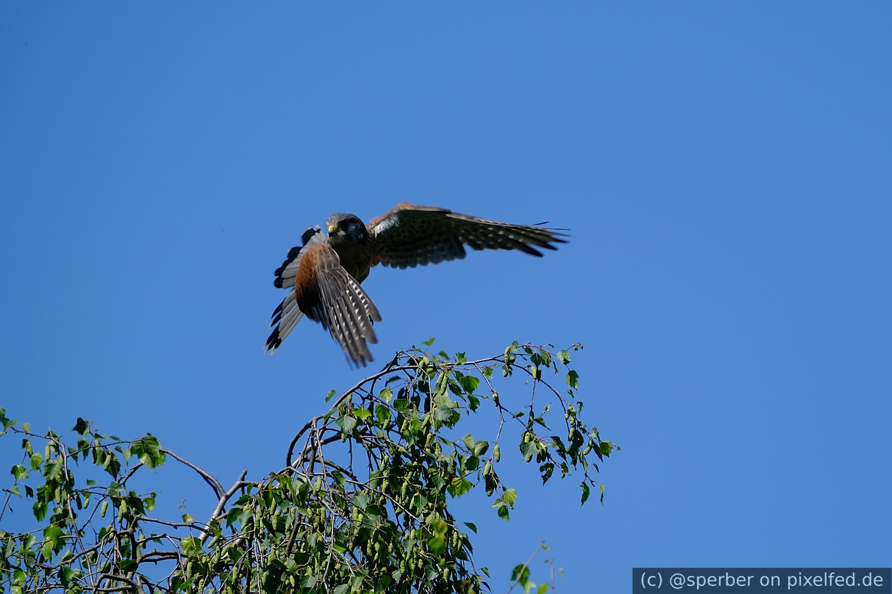 A kestrel taking off from the top of a tree. Blue sky in the background.