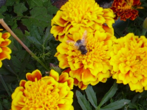 Kleine Biene sitzt auf einer gelben Blüte