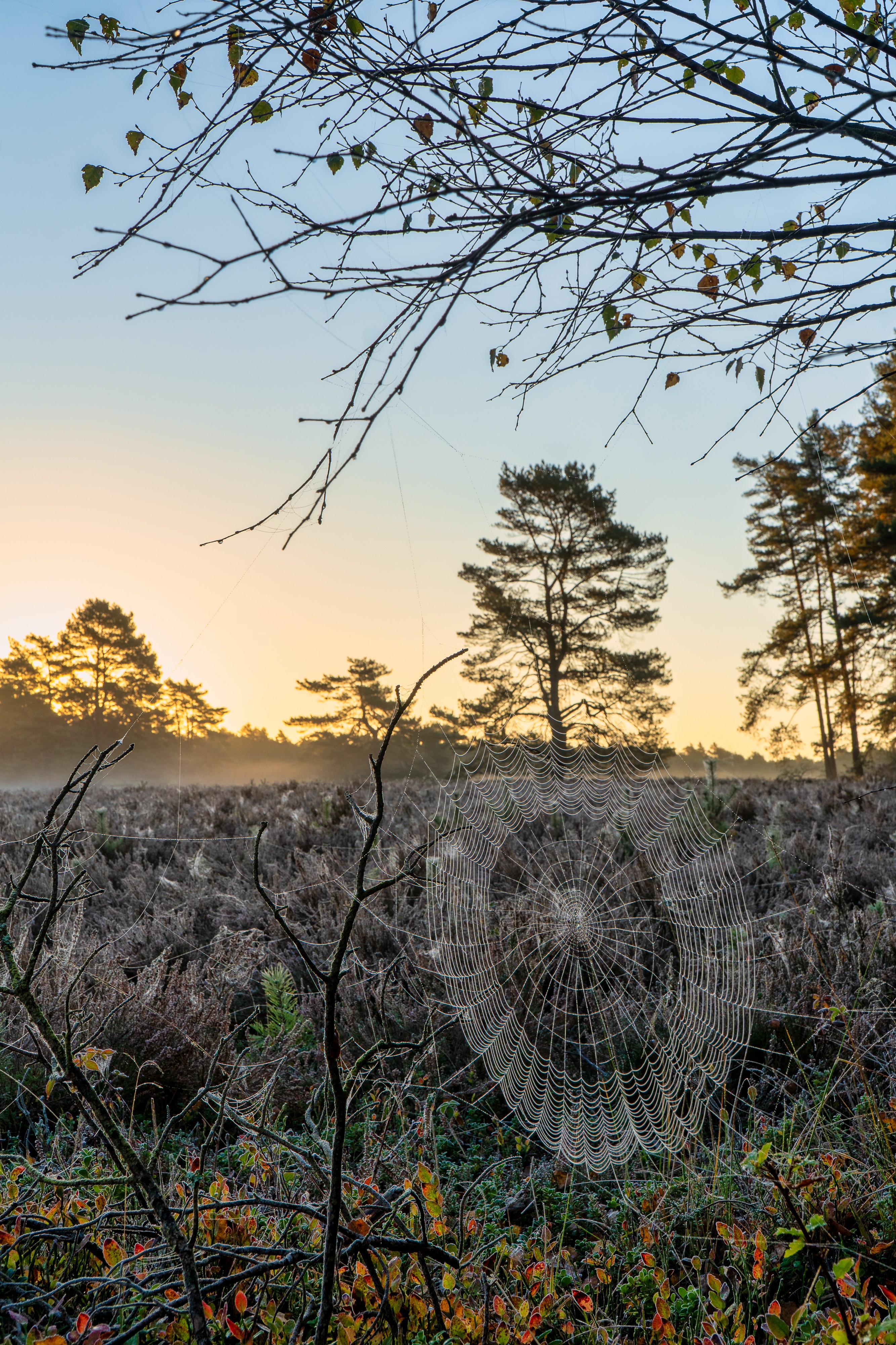 Dieses Bild fängt die ruhige und kühle Stimmung eines Sonnenaufgangs im Herbst in einer Heidelandschaft, möglicherweise der Misselhorner Heide, ein, mit einem besonderen Fokus auf ein Detail im Vordergrund.
Hier ist eine detaillierte Beschreibung der Szene:
Vordergrund (Detail): Das auffälligste Element ist ein großes, perfekt gespanntes Spinnennetz, das mit unzähligen feinen Tautropfen oder Reifperlen bedeckt ist. Das Netz hängt zwischen kahlen Ästen und kleineren Pflanzen und wird vom Gegenlicht dezent beleuchtet, was es leuchten lässt und seine komplexe Struktur hervorhebt. Die umliegende niedrige Vegetation zeigt die beginnenden Herbstfarben.
Mittel- und Hintergrund (Landschaft): Dahinter erstreckt sich ein Feld aus dunklem, herbstlichem Heidekraut (braun-violett). Ein dünner Schleier aus bodennahm Nebel oder Dunst liegt über der Heide, besonders sichtbar, wo er das Licht einfängt.
Bäume: Am Horizont und im Hintergrund stehen dunkle Silhouetten von Nadelbäumen (Kiefern) markant gegen den Himmel.
Licht und Himmel: Am linken Rand des Bildes geht die Sonne gerade auf. Der Himmel zeigt einen klaren Farbverlauf: tiefes Gold und Orange am Horizont, das schnell in ein klares, blasses Blau übergeht. Das Licht ist kühl und weich, typisch für einen frühen Morgen.
Stimmung: Die Szene vermittelt eine stille, frostige und bezaubernde Atmosphäre. Die Kombination aus dem filigranen, taubedeckten Spinnennetz und dem dramatischen Sonnenaufgangshimmel schafft einen starken Kontrast zwischen dem Detail im Vordergrund und der Weite der Landschaft.