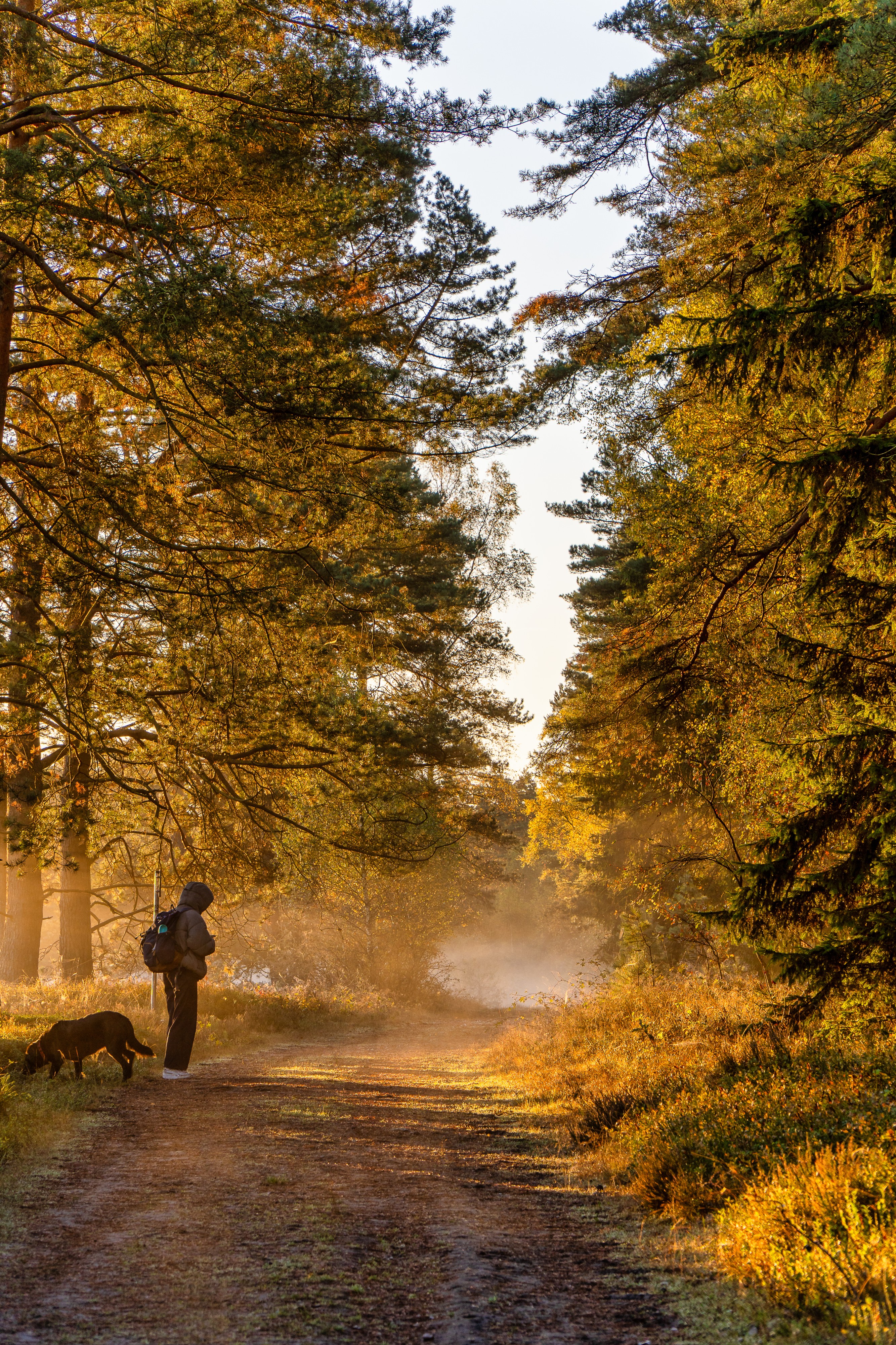 Dieses Bild fängt eine malerische Szene eines Sonnenaufgangs im Herbst auf einem Waldweg ein, der von der Atmosphäre und dem warmen Licht dominiert wird.
Hier ist eine detaillierte Beschreibung:
Der Weg und die Beleuchtung: Das Zentrum des Bildes bildet ein breiter Wald- oder Feldweg, der sich in die Ferne verliert. Das Licht des tief stehenden Sonnenaufgangs scheint direkt auf den Weg und beleuchtet ihn in intensivem Gold und Orange. Die Mitte des Weges im Hintergrund ist von einem leuchtenden Schleier aus bodennahm Nebel oder Dunst umgeben, der das warme Licht spektakulär einfängt und die Szene fast unwirklich erscheinen lässt.
Die Vegetation: Der Weg ist beidseitig von einem dichten Nadelwald gesäumt, dessen Baumkronen die warme, herbstliche Farbe des Lichts stark reflektieren und gelb-golden erscheinen. Die Ränder des Weges sind mit hohem, trockenem Gras und niedriger Vegetation bewachsen, das ebenfalls im Sonnenlicht glänzt.
Person und Hund: Im linken Vordergrund steht eine Person (erkennbar an der Silhouette) mit einem Rucksack, die auf den beleuchteten Weg schaut. Neben der Person befindet sich ein großer, dunkler Hund, der ebenfalls den Blick in die Szene gerichtet hat oder etwas auf dem Boden beschnüffelt.
Stimmung: Die Szene strahlt eine tiefe Ruhe und Stille aus. Die Kombination aus warmem Herbstlicht, dem leuchtenden Dunst und der Einzelgänger-Figur mit dem Hund vermittelt den Eindruck eines friedlichen, kühlen Morgenspaziergangs in der Natur. Die vertikale Komposition betont die Tiefe des Waldes und die fast tunnelartige Wirkung des Weges.