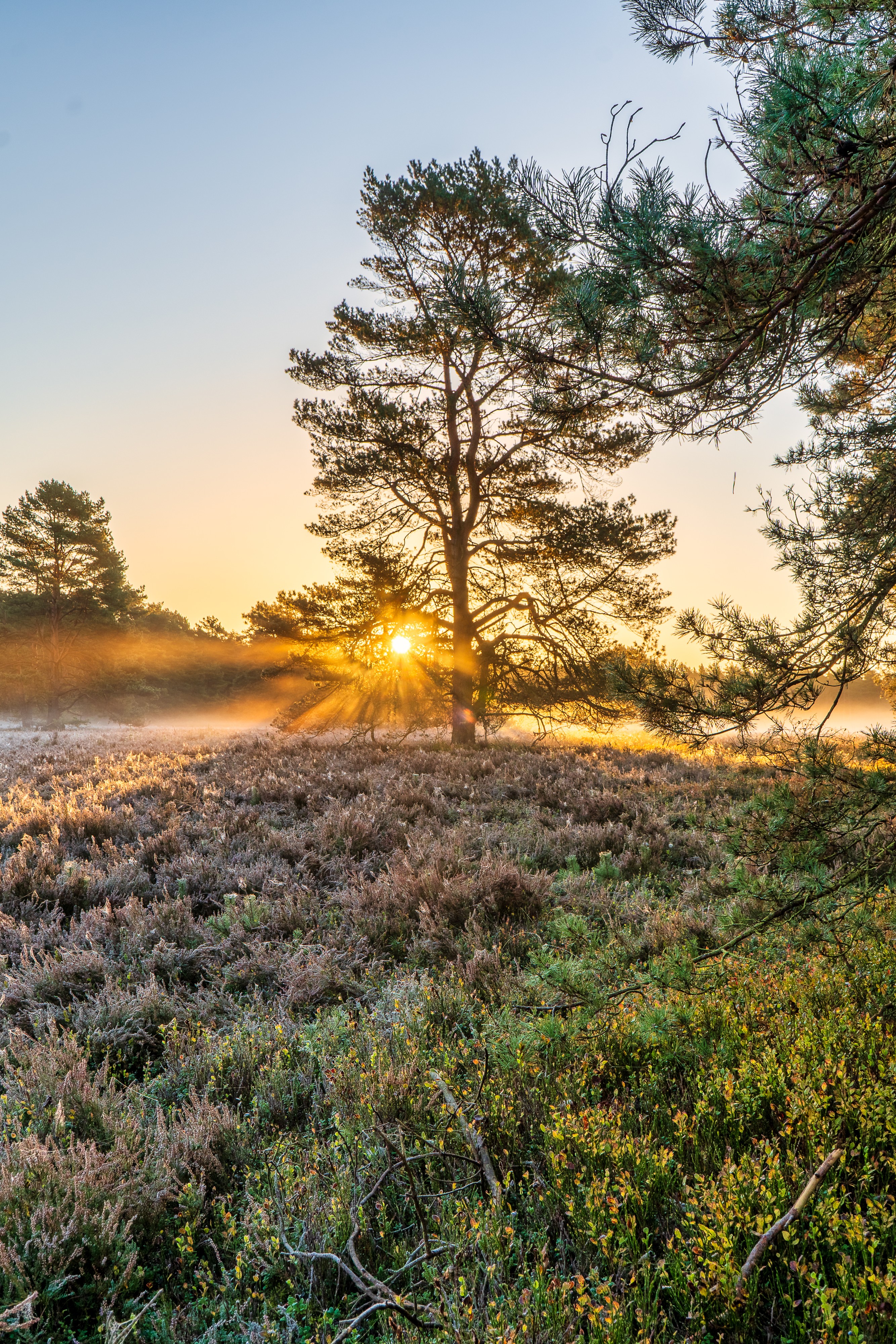 Das Bild zeigt einen stimmungsvollen Sonnenaufgang in einer Heidelandschaft, möglicherweise der Misselhorner Heide, im Herbst.
Hier ist eine detaillierte Beschreibung der Szene:
Licht und Atmosphäre: Die Sonne geht direkt hinter einem hohen, dunklen Nadelbaum (vermutlich einer Kiefer) auf, dessen Silhouette markant vor dem hellen Himmel steht. Die Sonnenstrahlen brechen fächerförmig durch die Äste des Baumes, erzeugen einen eindrucksvollen Lichtkranz (Sunburst) und tauchen die Szene in ein warmes, goldenes und orangefarbenes Licht.
Nebel: Ein leichter, bodennaher Nebel oder Dunst liegt über dem Feld, besonders sichtbar auf der linken Seite, wo das warme Licht es zum Leuchten bringt und die Atmosphäre noch mystischer und ruhiger macht.
Vorder- und Mittelgrund (Flora): Der Boden ist bedeckt mit einem dichten Teppich aus Heidekraut und niedriger Vegetation. Die Pflanzen im Mittelgrund zeigen die typischen Braun-, Violett- und Rottöne des späten Sommers oder frühen Herbstes. Im direkten Vordergrund rechts gibt es buschigere, grünere Pflanzen, die dem Bild Tiefe verleihen.
Bäume: Neben dem zentralen Baum sind im Hintergrund weitere Nadelbäume in den Nebel gehüllt, deren Umrisse sanfter erscheinen. Im rechten oberen Teil des Bildes ragen die Äste eines anderen Baumes in den Rahmen, was der Komposition zusätzliche Textur und einen natürlichen Rahmen gibt.
Stimmung: Die Gesamtwirkung ist eine sehr friedliche, ruhige und magische Szene, typisch für einen kühlen, nebligen Herbstmorgen in der Heide.
