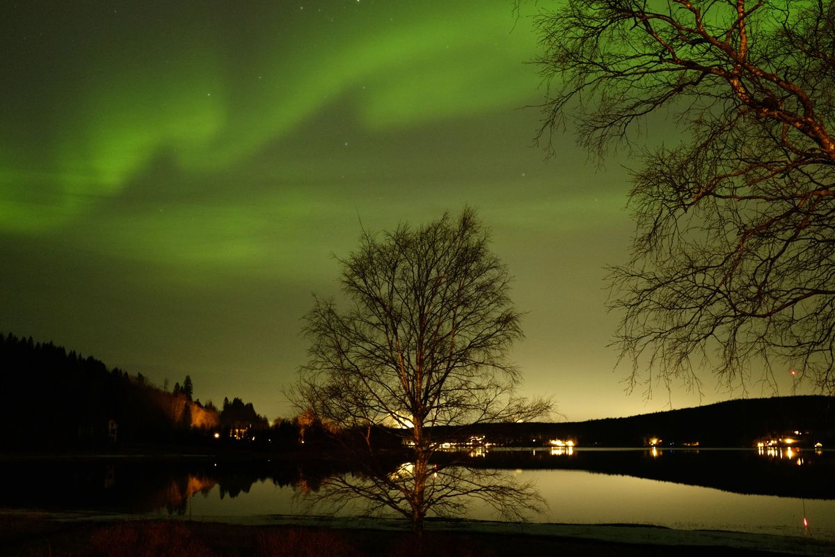 Über einer Wasserfläche tanzen grüne Polarlichter. Im Vordergrund steht am Ufer ein Baum.