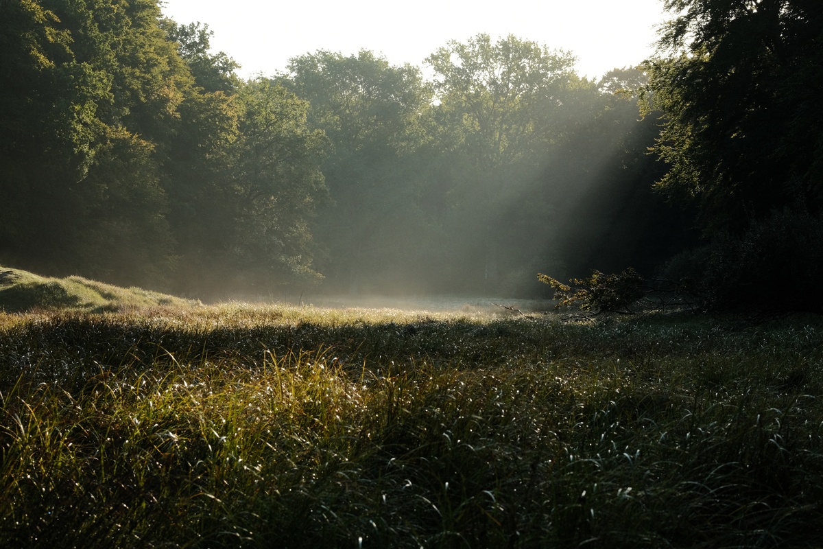 Eine Waldlichtung, in die von oben rechts schräg Sonnenstrahlen einfallen. Die Luft ist feucht und die Strahlen zeichnen sich vor den dunklen Bäumen im Hintergrund klar ab. Sie beleuchten einen hellen Fleck am anderen Ende. Außerdem sorgen sie für einige Lichtstreifen auf hohem Gras im Vordergrund.