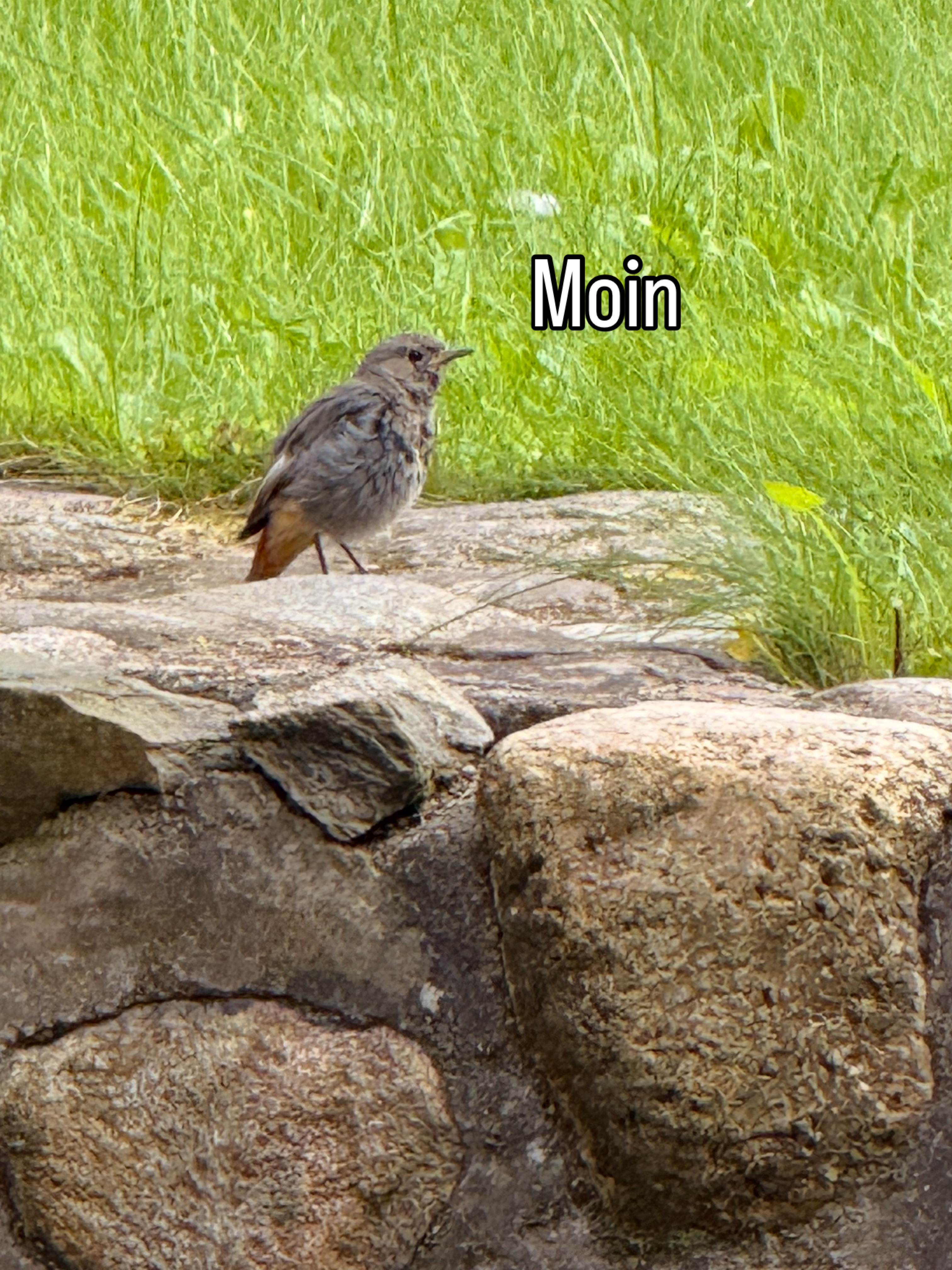 Ein kleiner Vogel sitzt auf einem Stein vor einer grünen Wiese. Über dem Vogel steht das Wort „Moin“ in weißer Schrift.