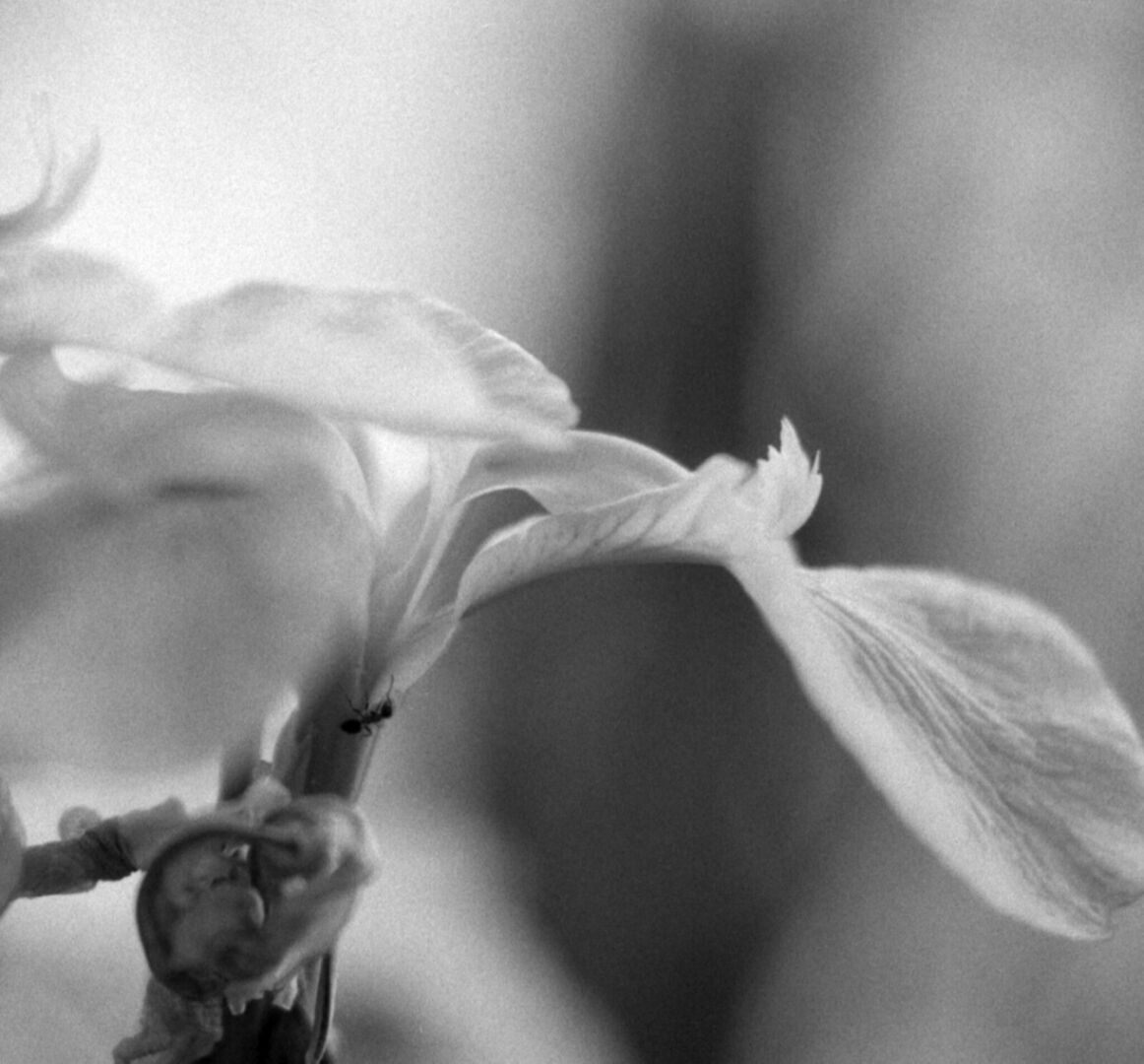 Soft-focus close-up of a water lily with delicate, overlapping petals and an ant walking ober it. The background is blurred, emphasizing the gentle texture and subtle curves of the petals in the foreground. The image is rendered in black and white, highlighting contrasts and shapes rather than color.