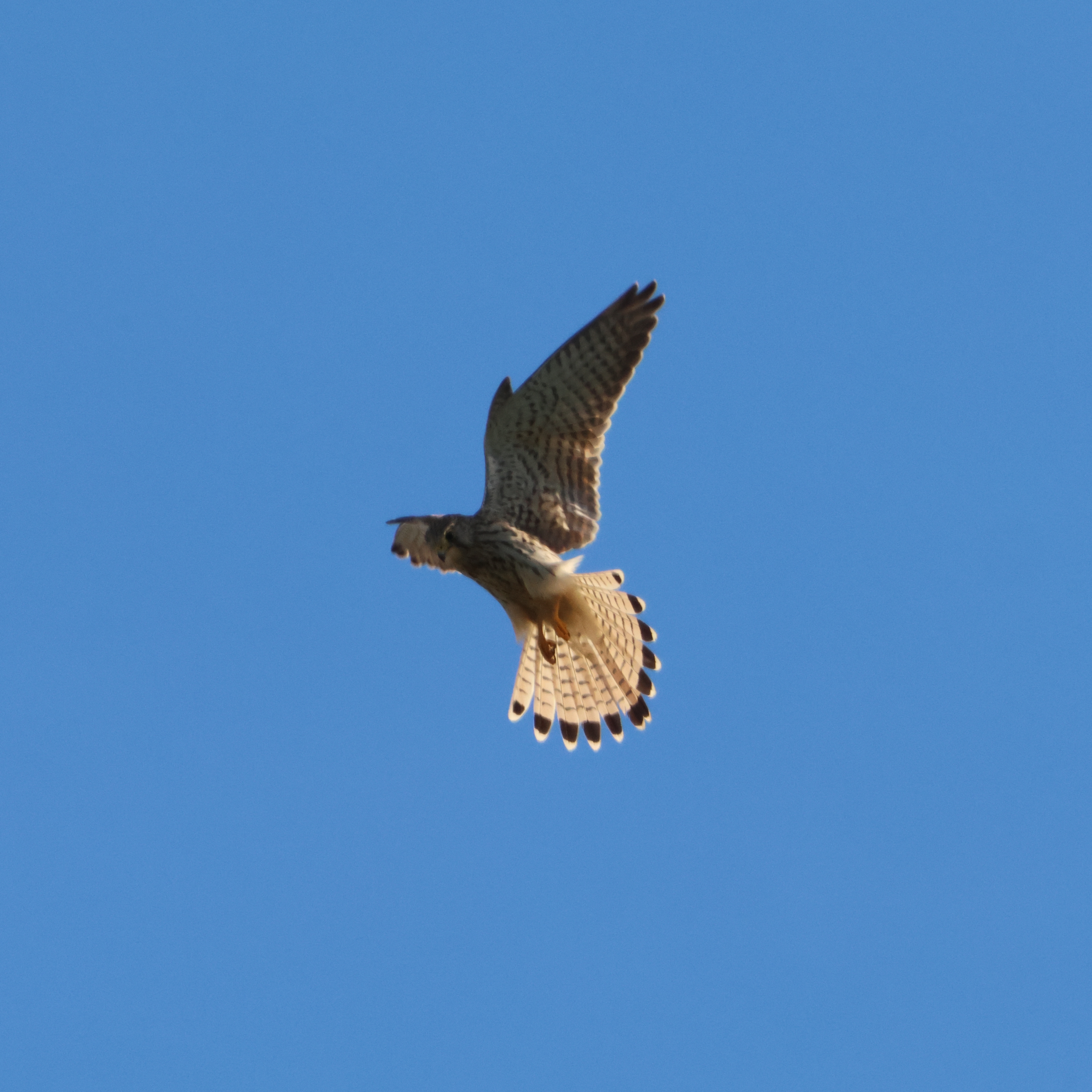 Common kestrel flying in place.