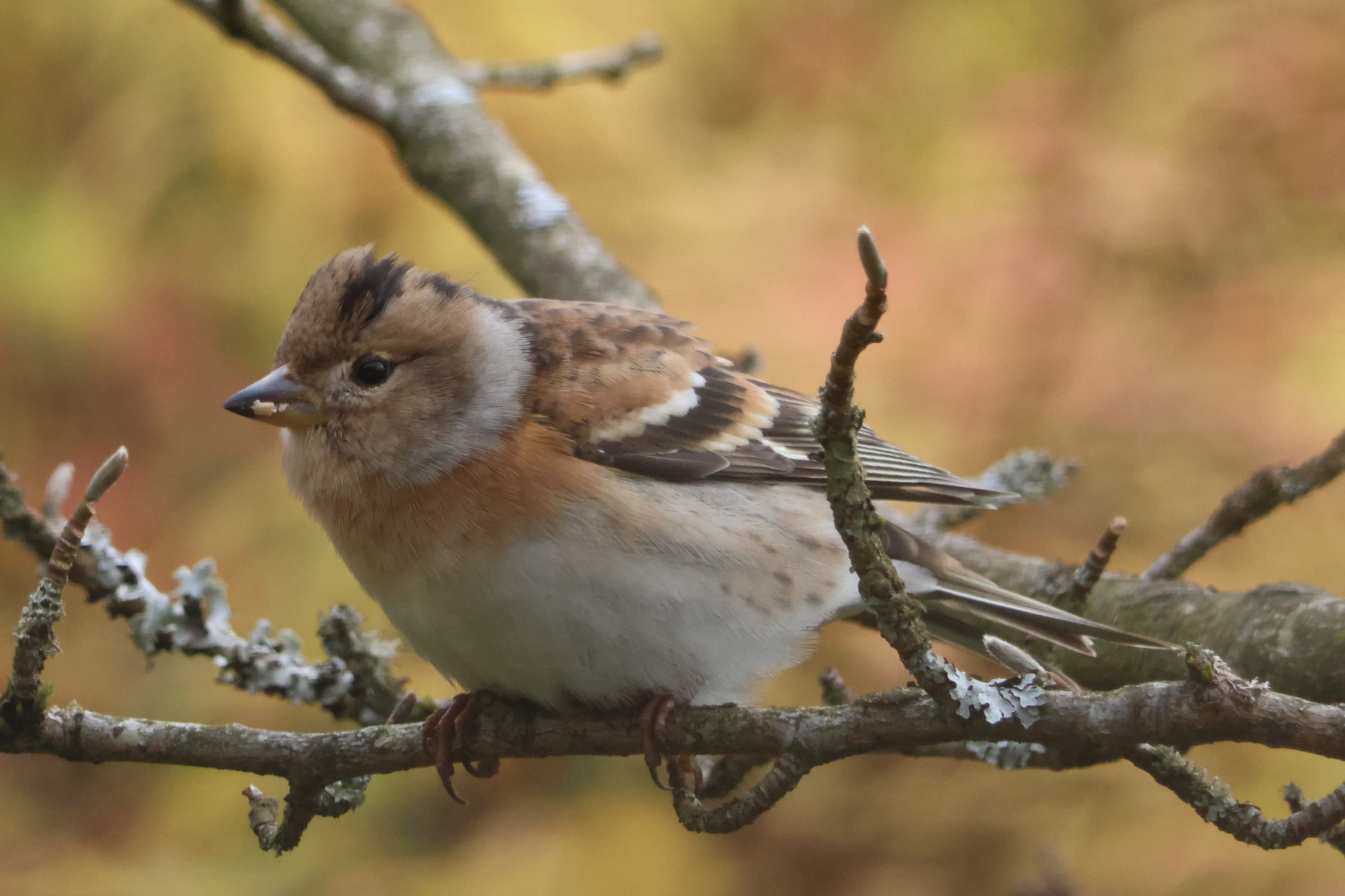 Brambling sitting on a branch.
