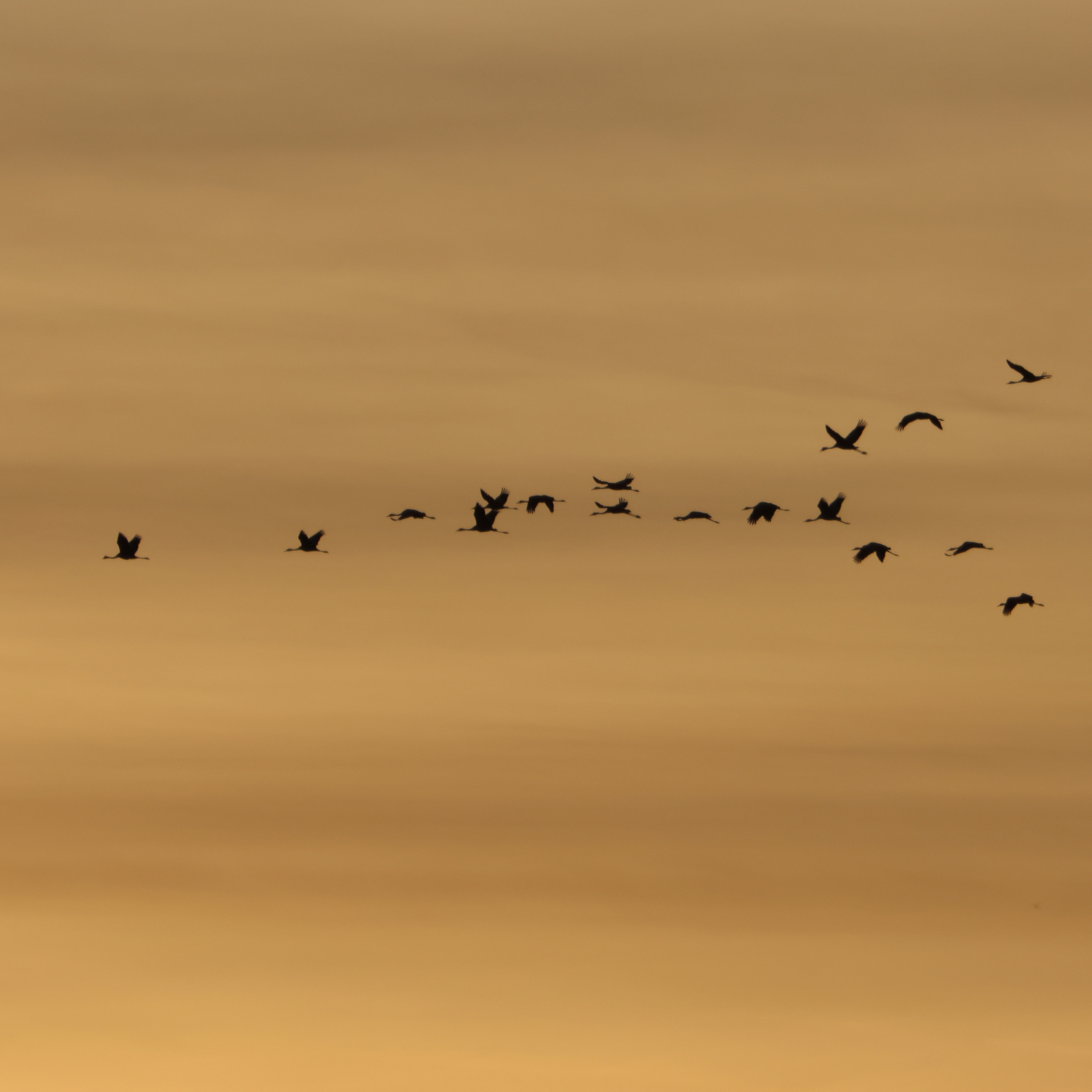 Cranes flying in front of sunset.