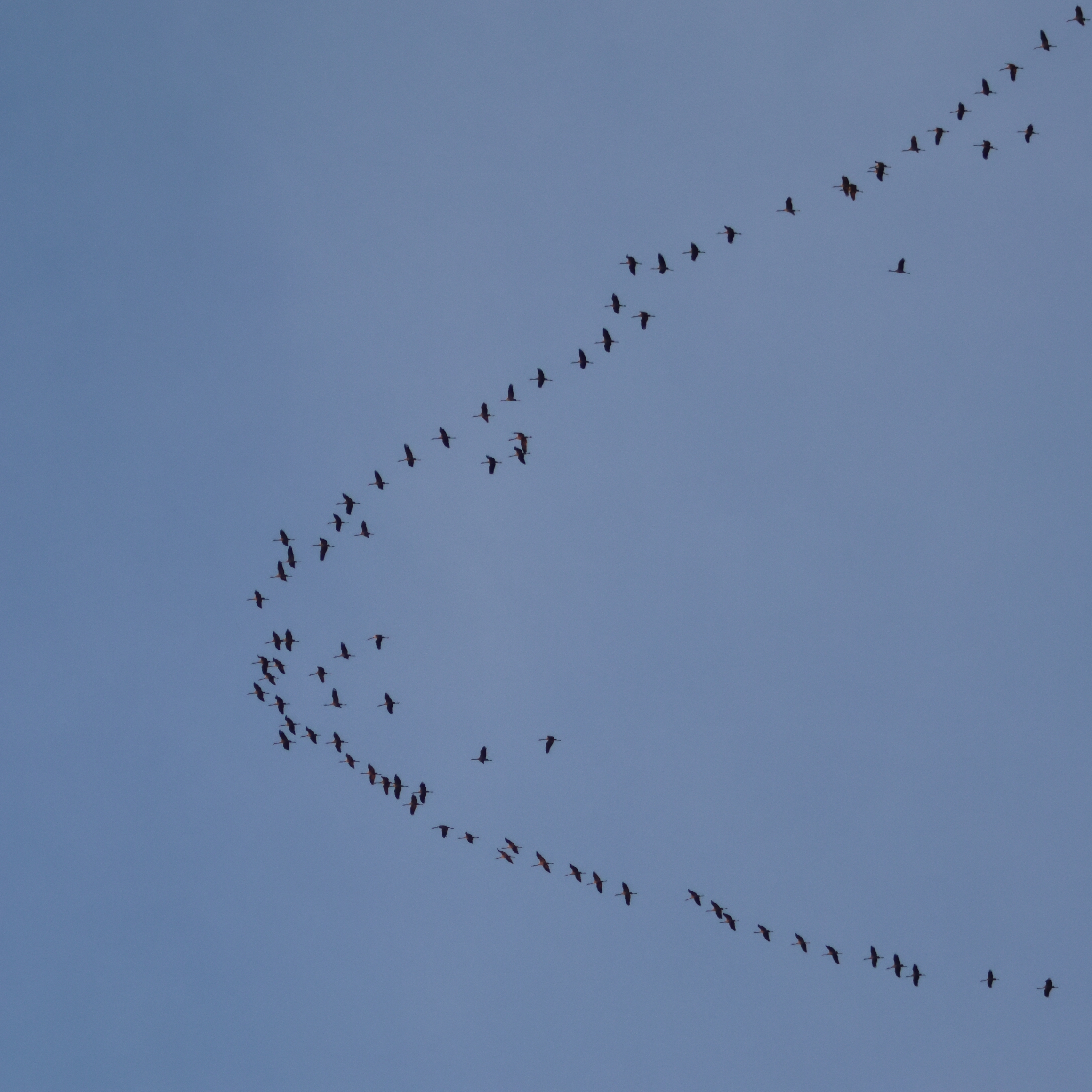 Wedge of flying cranes.