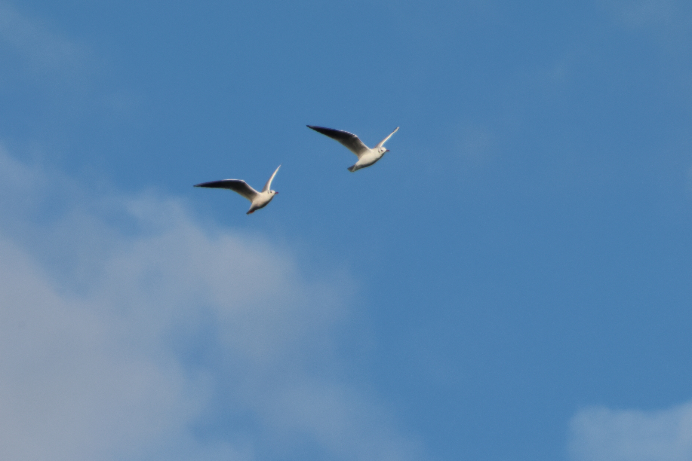 Black-headed gulls (winter plumage)