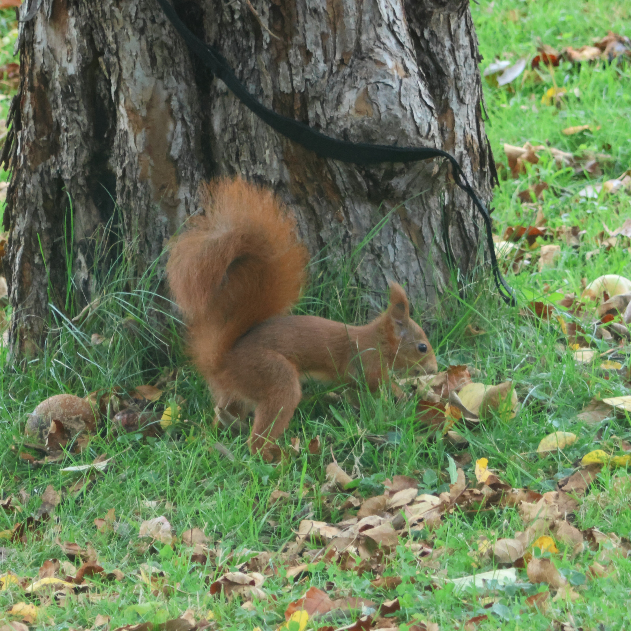 Eurasian red squirrel