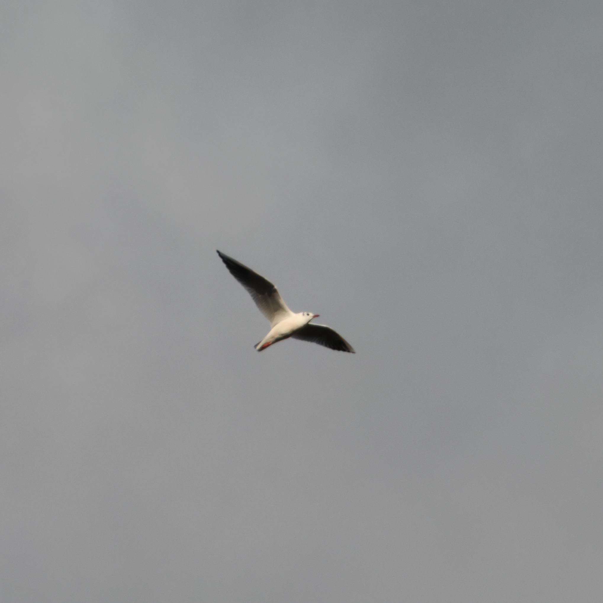 Black-headed gull (winter plumage)