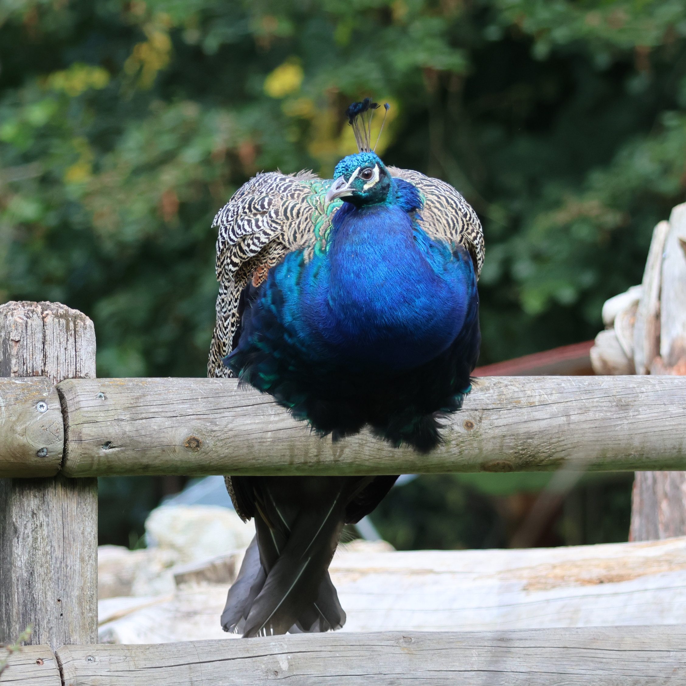 Common peafowl sitting on a fence.