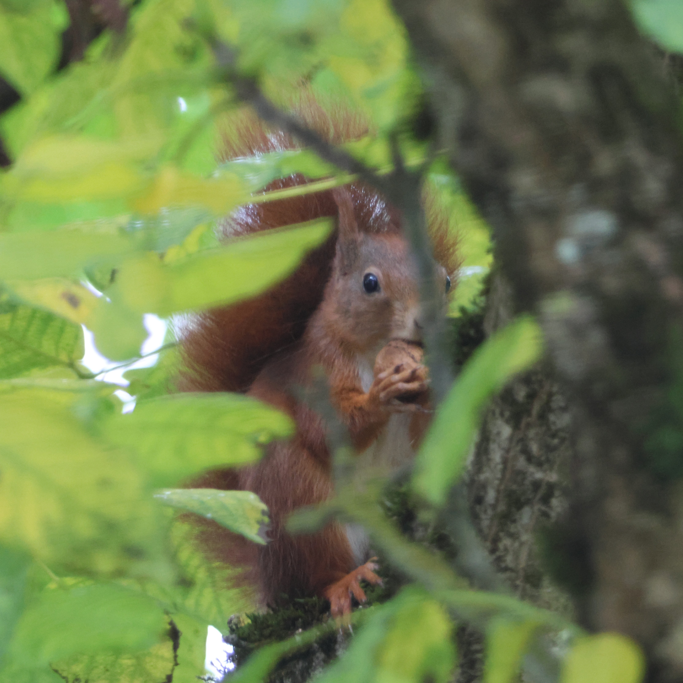 Eurasian red squirrel
