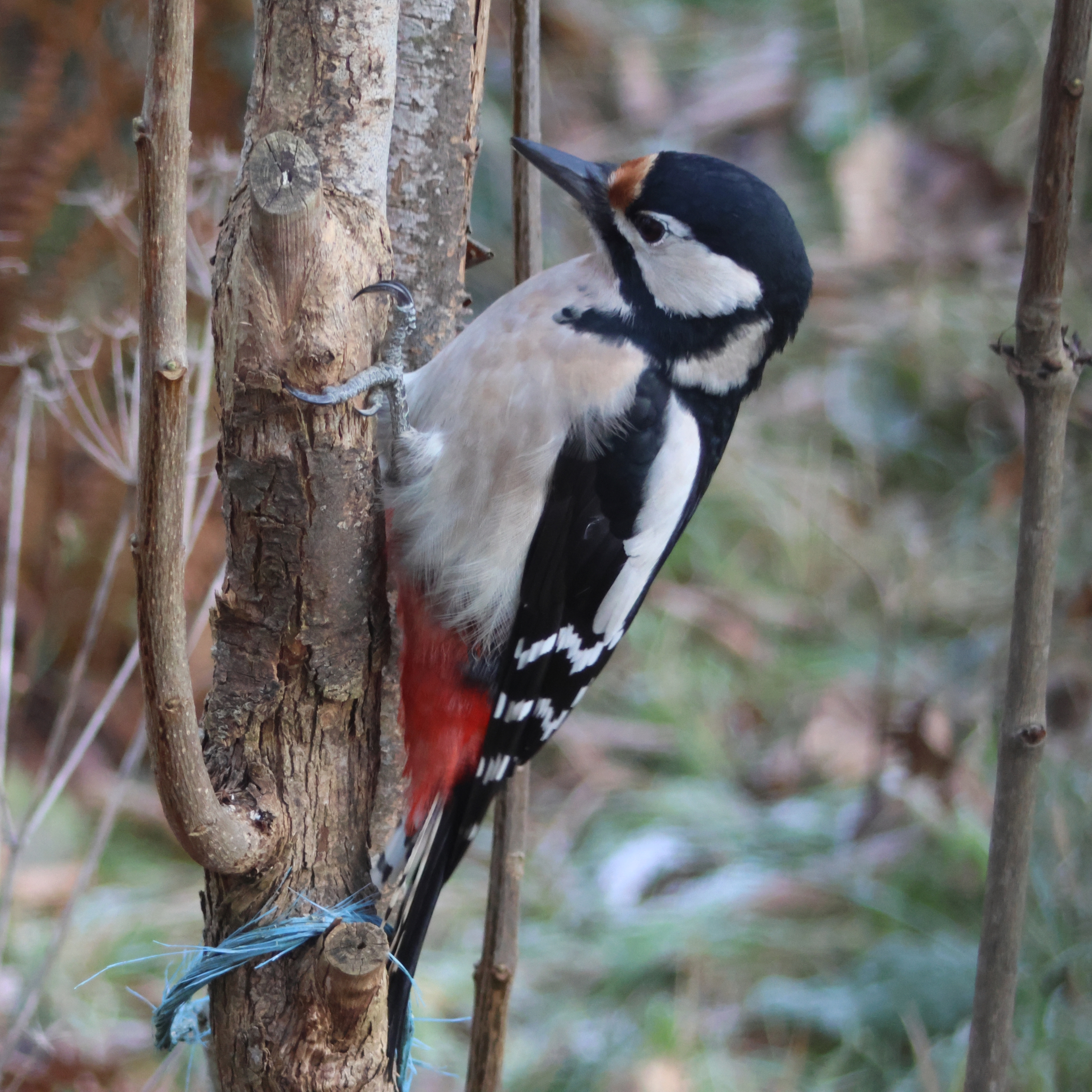 Great spotted woodpecker.