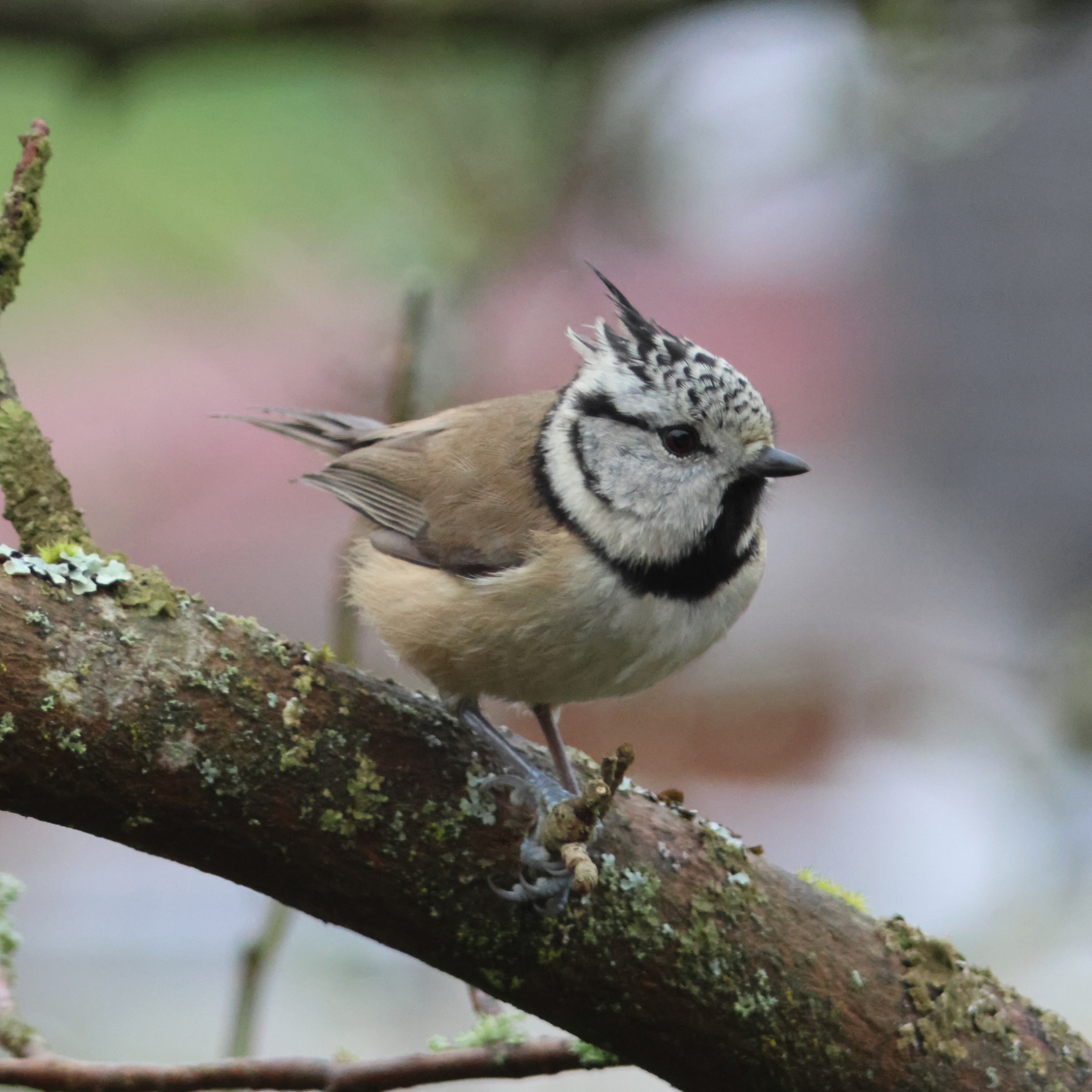 Crested tit sitting on a tree branch.
