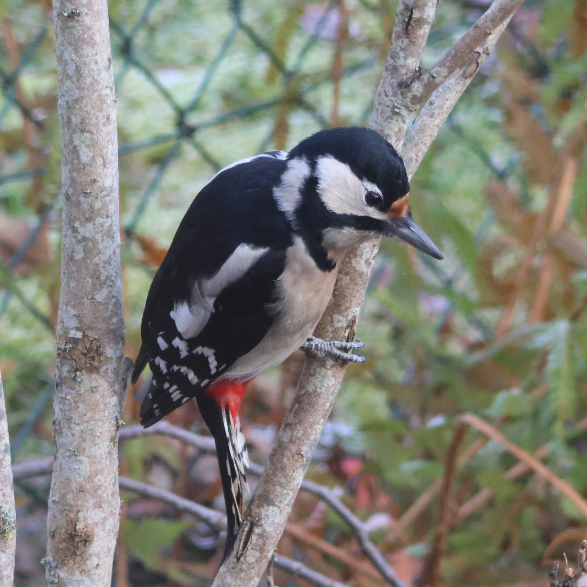 Great spotted woodpecker.