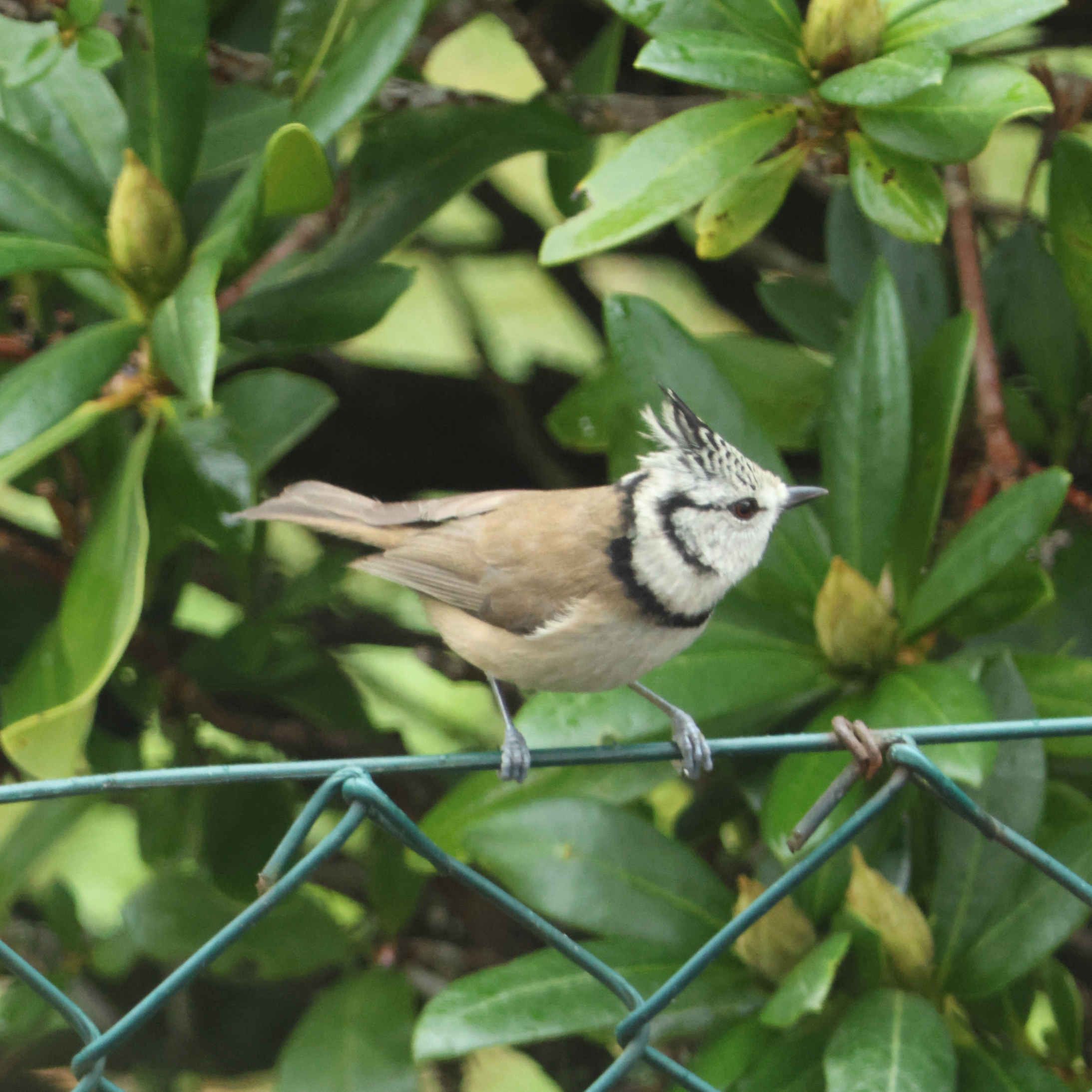 Crested tit sitting on a fence.