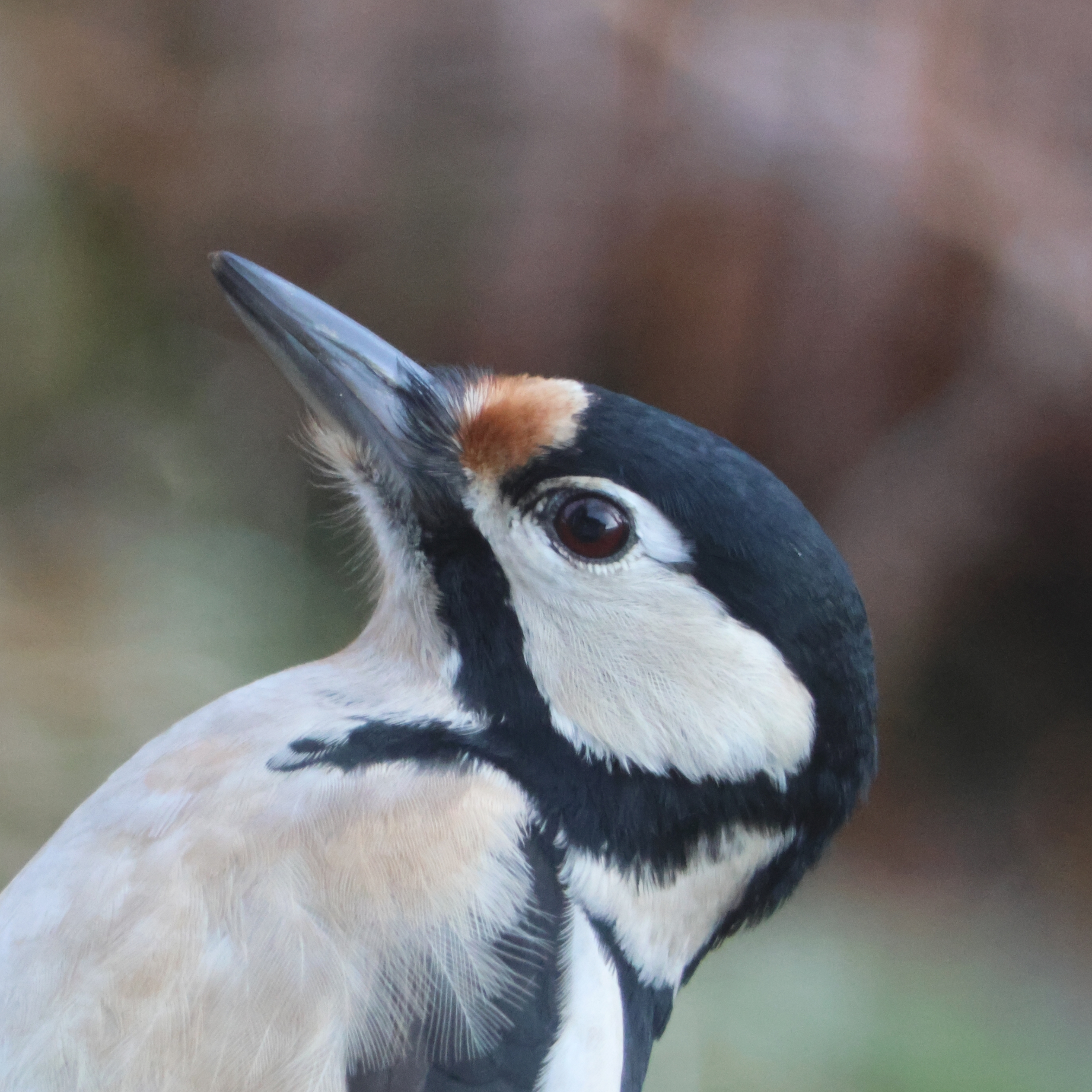 Close up of great spotted woodpecker.