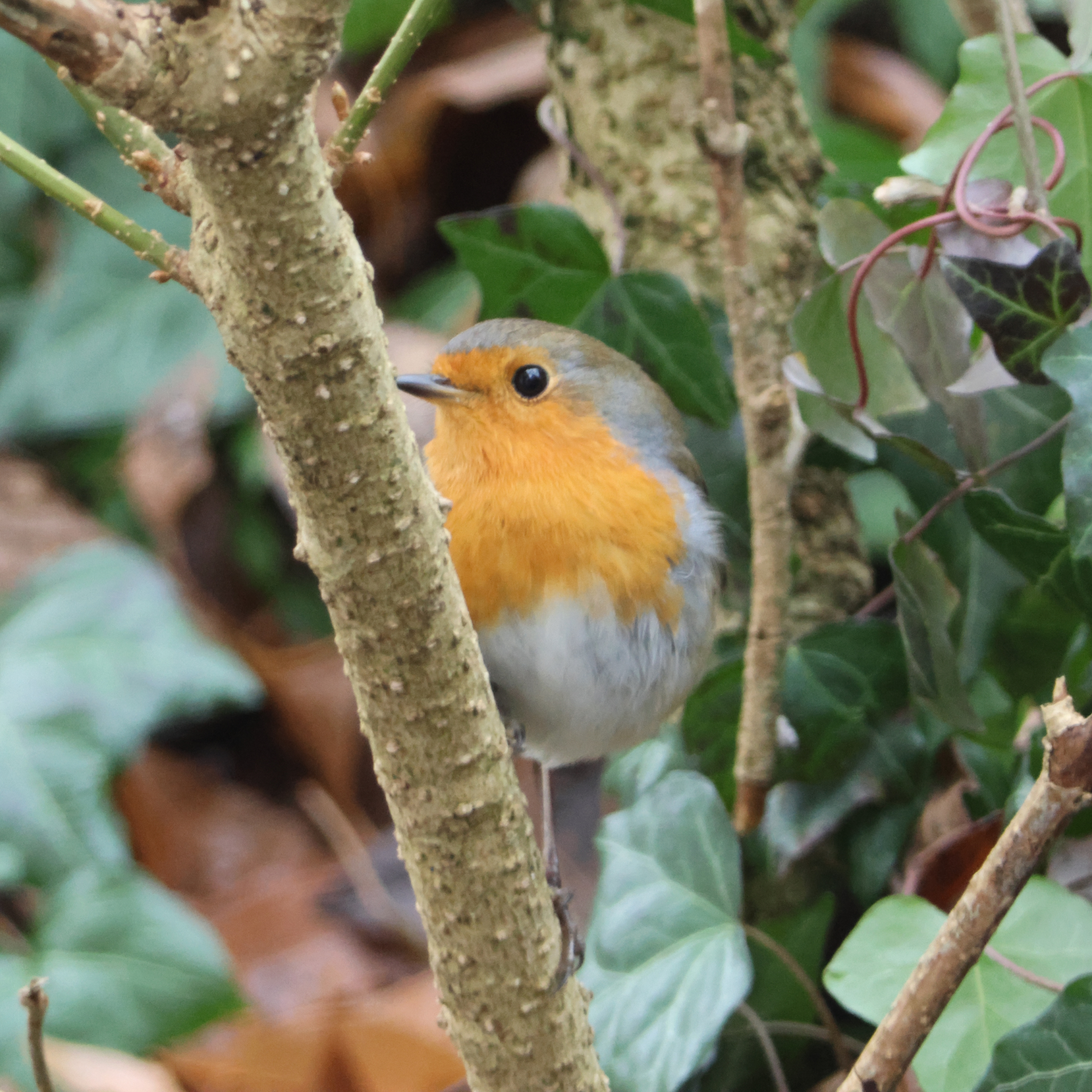 European robin sitting on a tree branch.