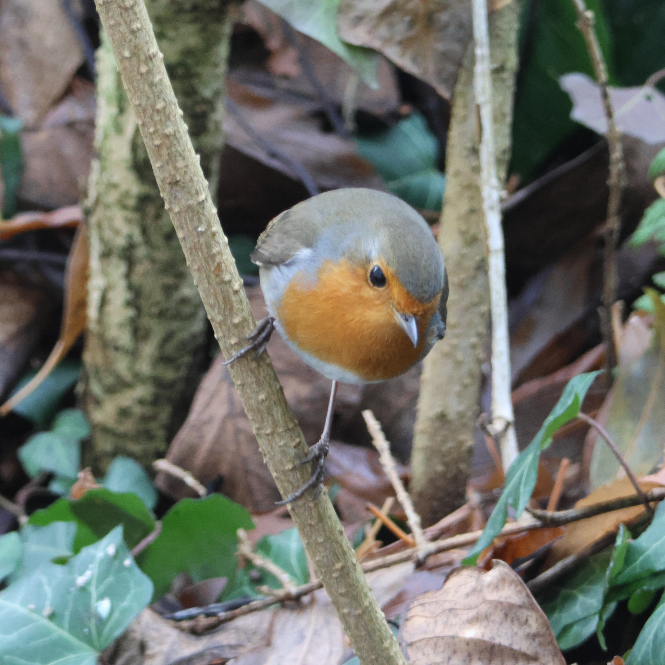 European robin sitting on a tree branch.