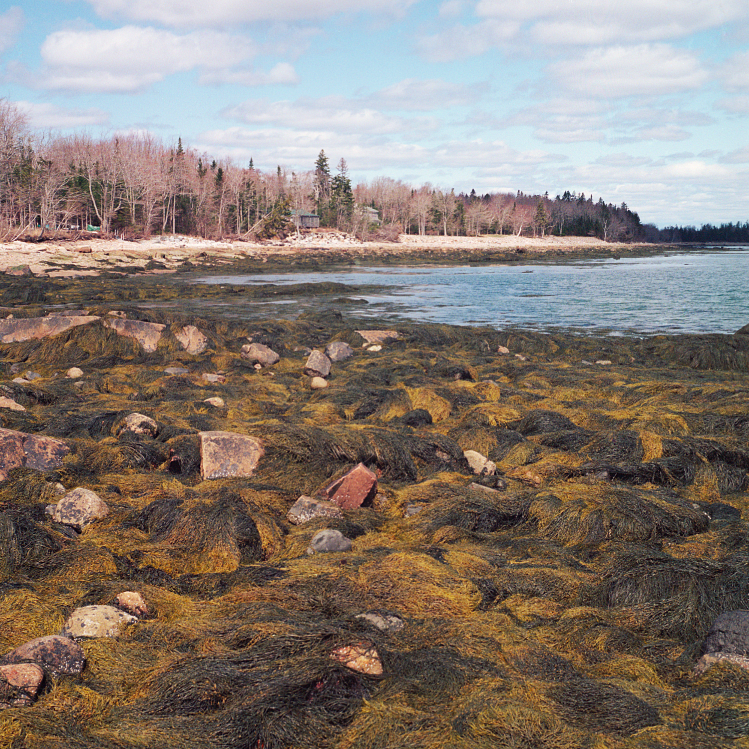 Rocky shoreline covered with seaweed, leading to a calm body of water and a forested coastline in the background.
